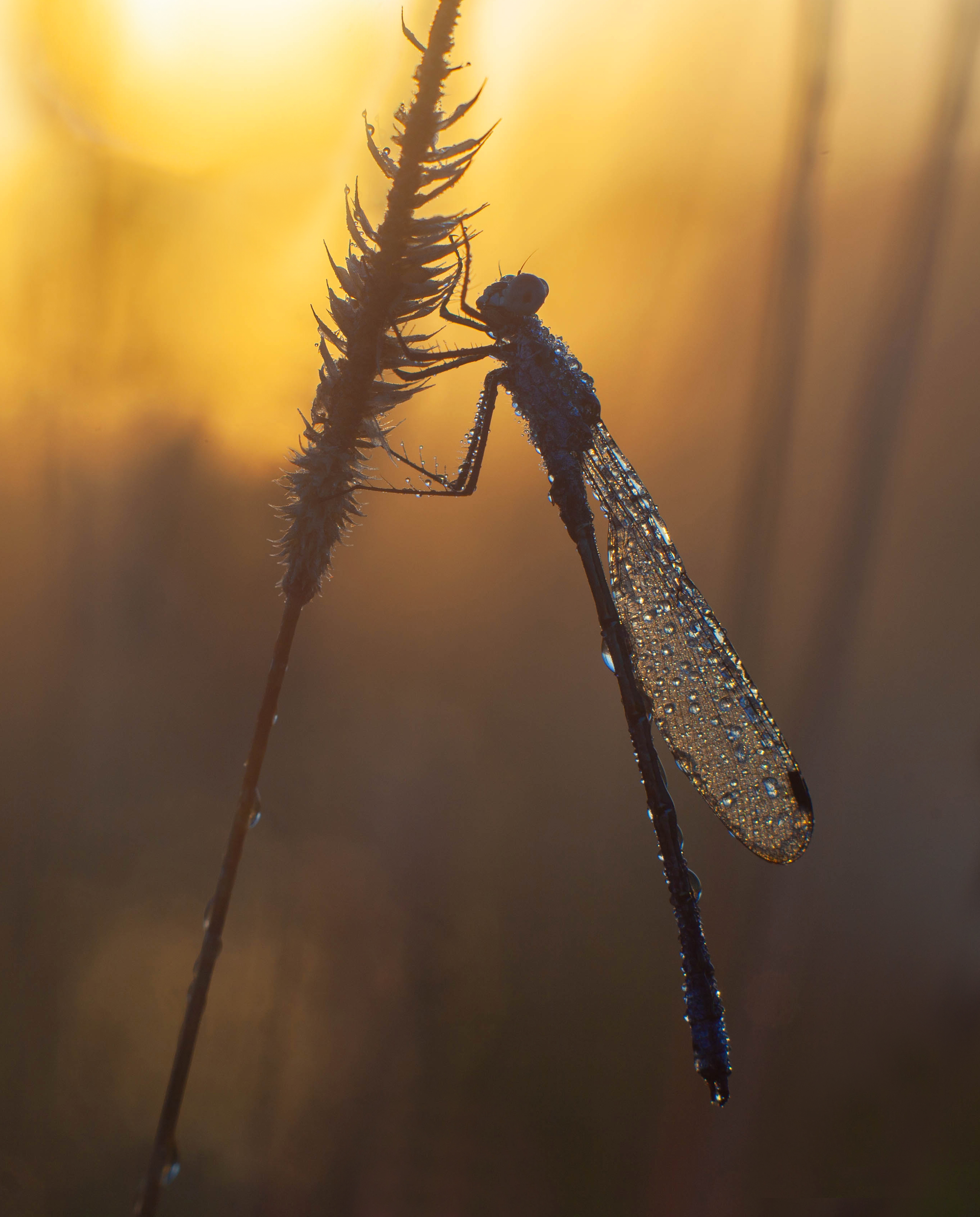 рассвет, стрекоза, Свистков Александр