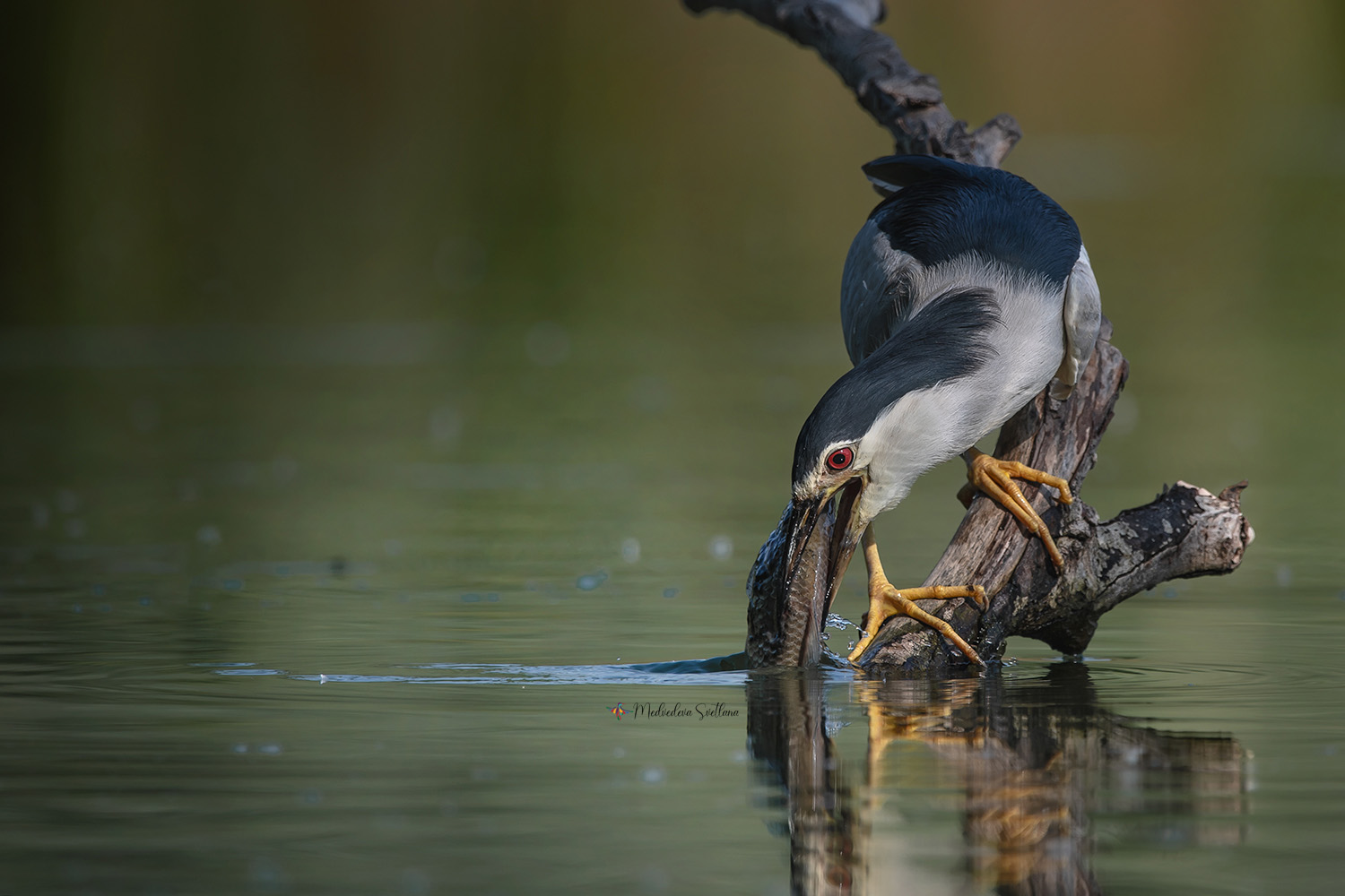 фотоохота, птица, кваква, цапля, Медведева Светлана