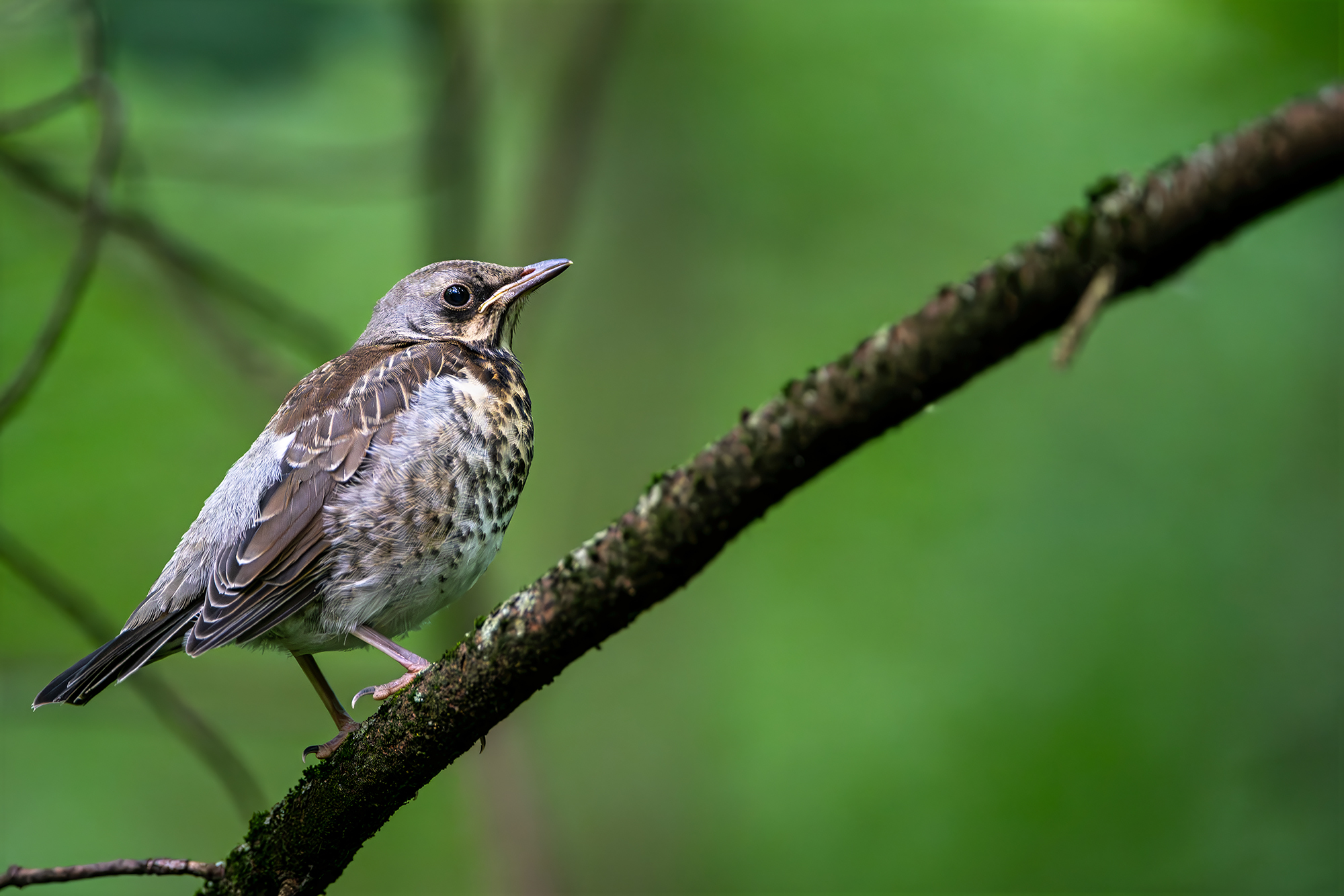 , Молодкин Дмитрий