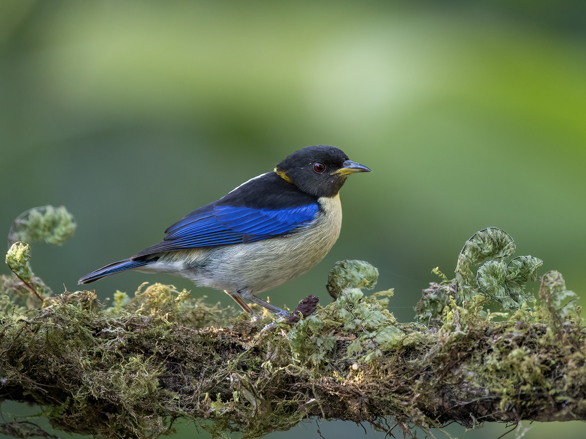 , Fernando Burgalin Sequeira