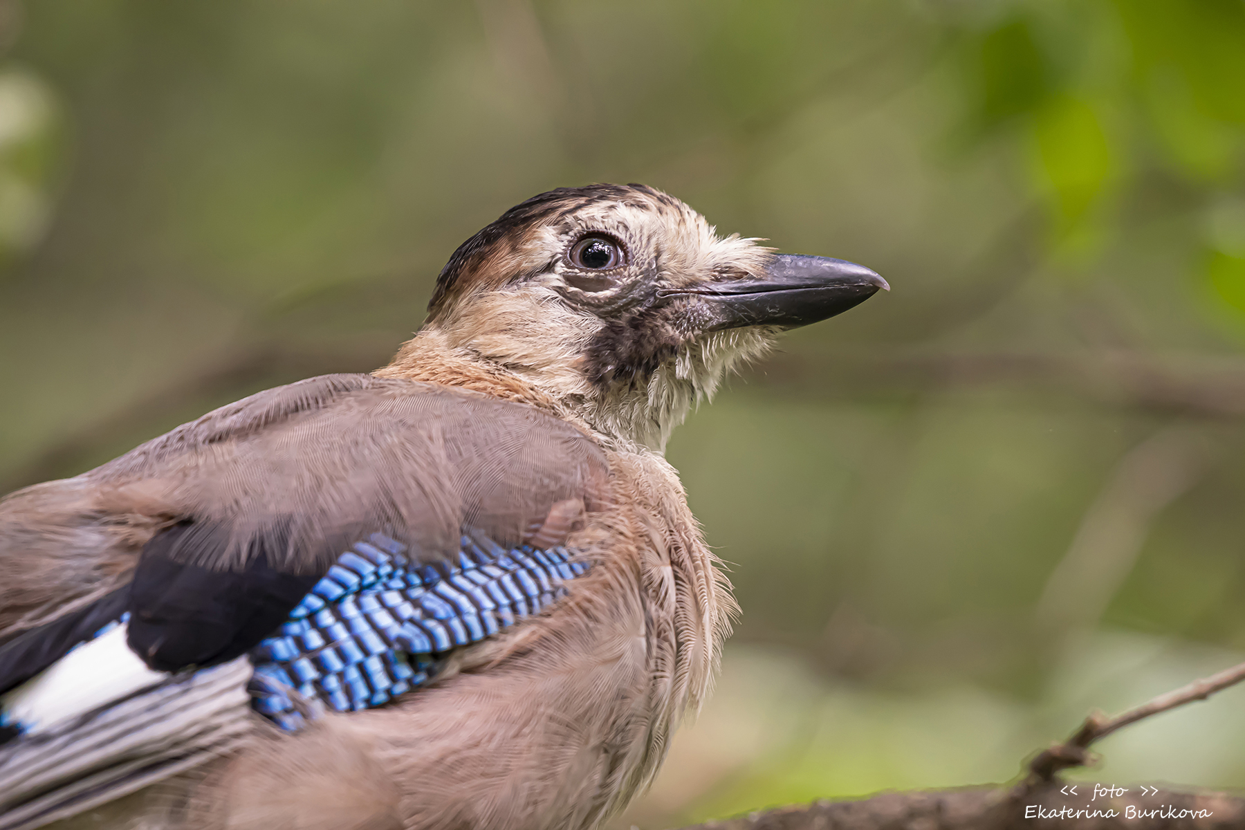 , Бурикова Екатерина