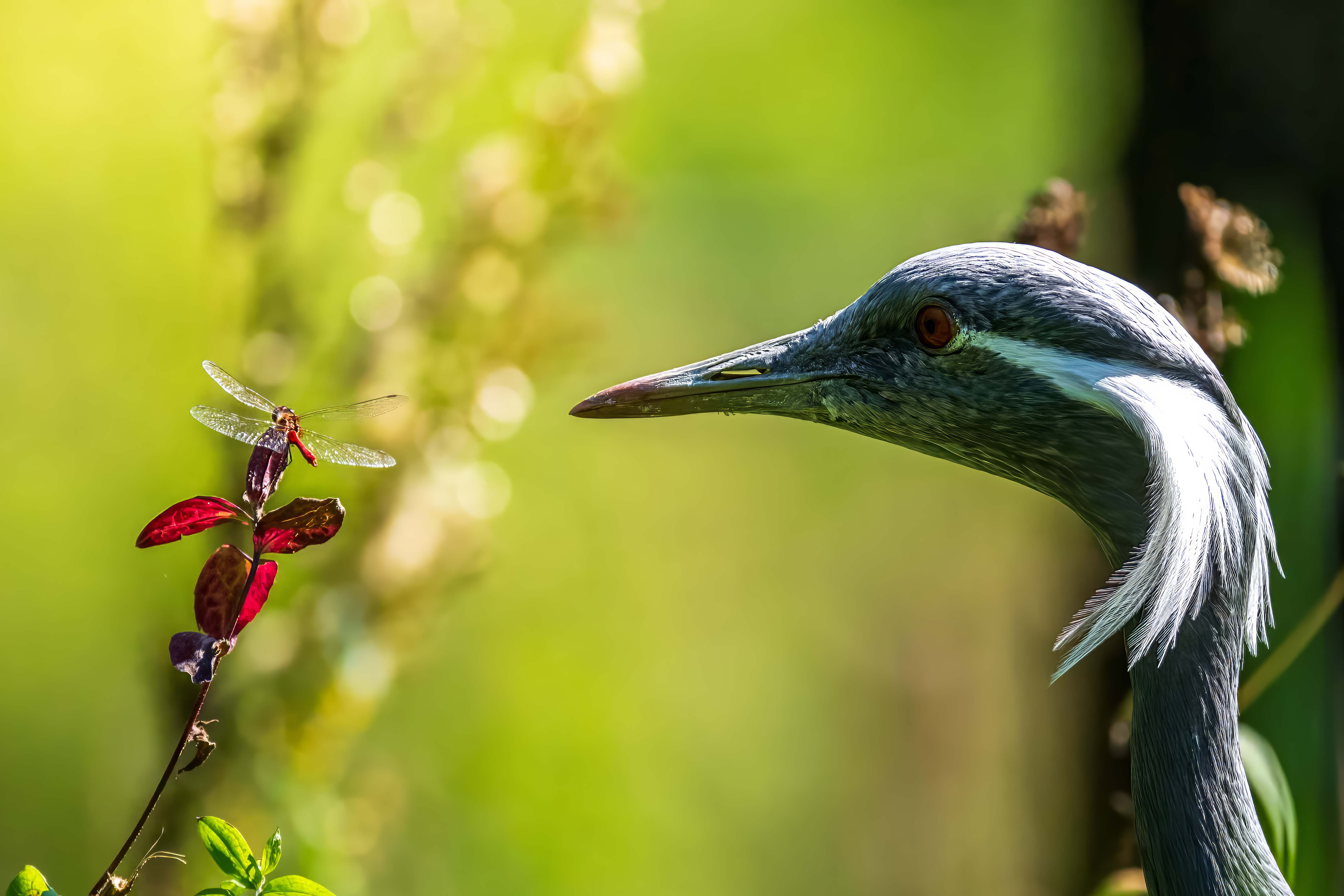 , Павел Ныриков