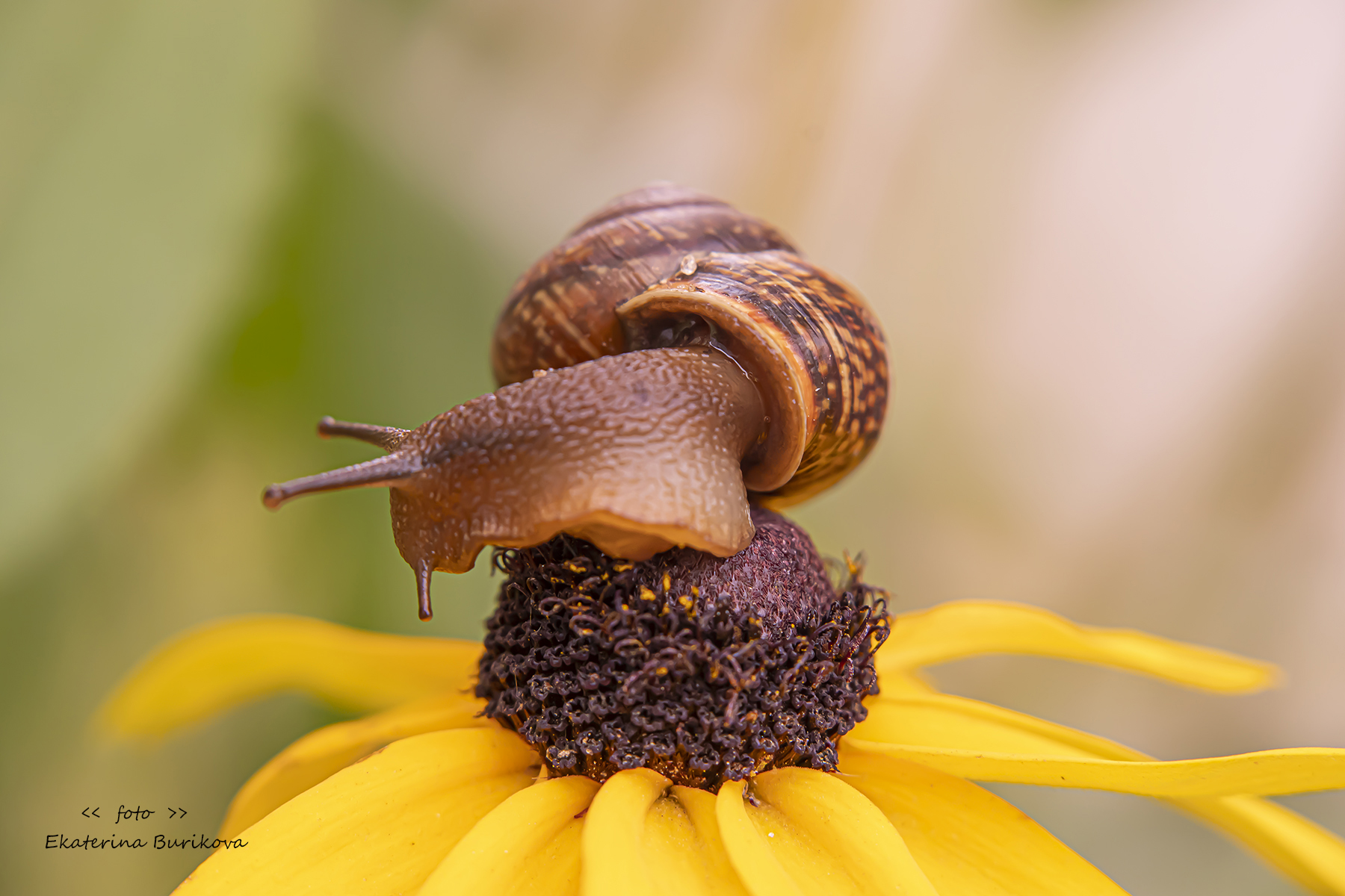 , Бурикова Екатерина