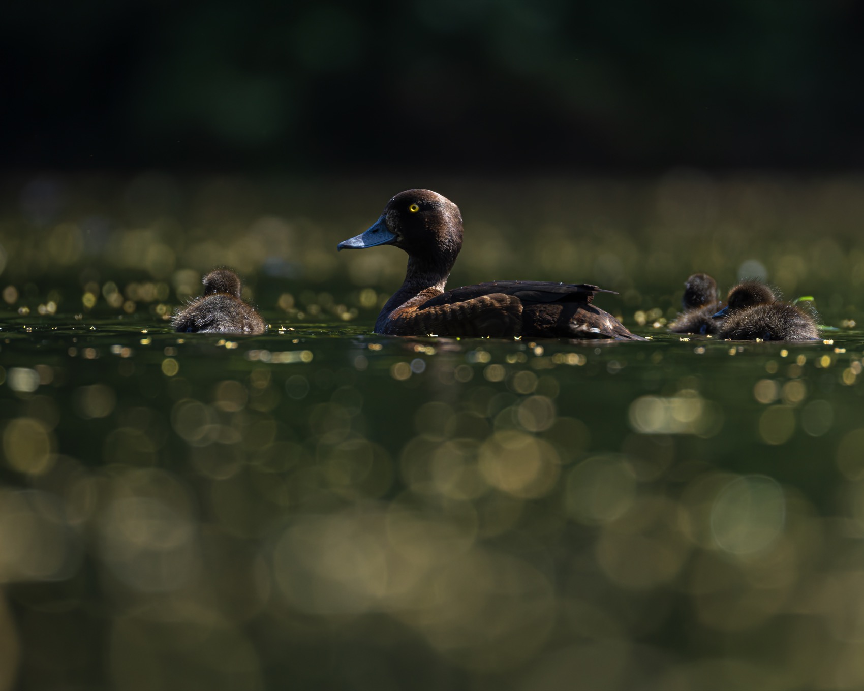 хохлатая чернеть, утка, нырок, птицы, пруд, контражур, утенок, Руслан Pl