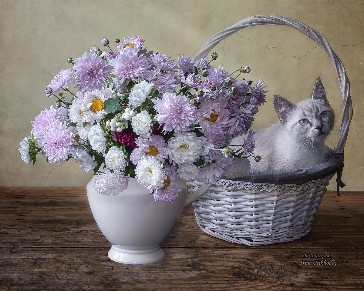 натюрморт, цветы, букеты, хризантемы, осень, животные, котенок, Приходько Ирина