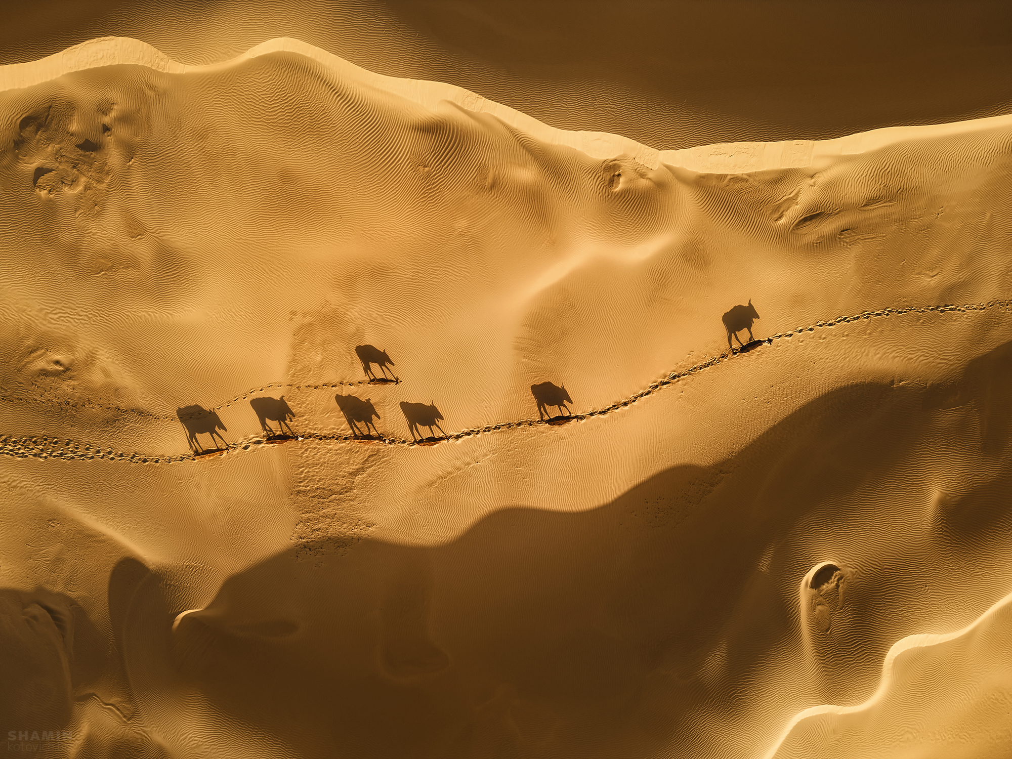 , Константин Шамин