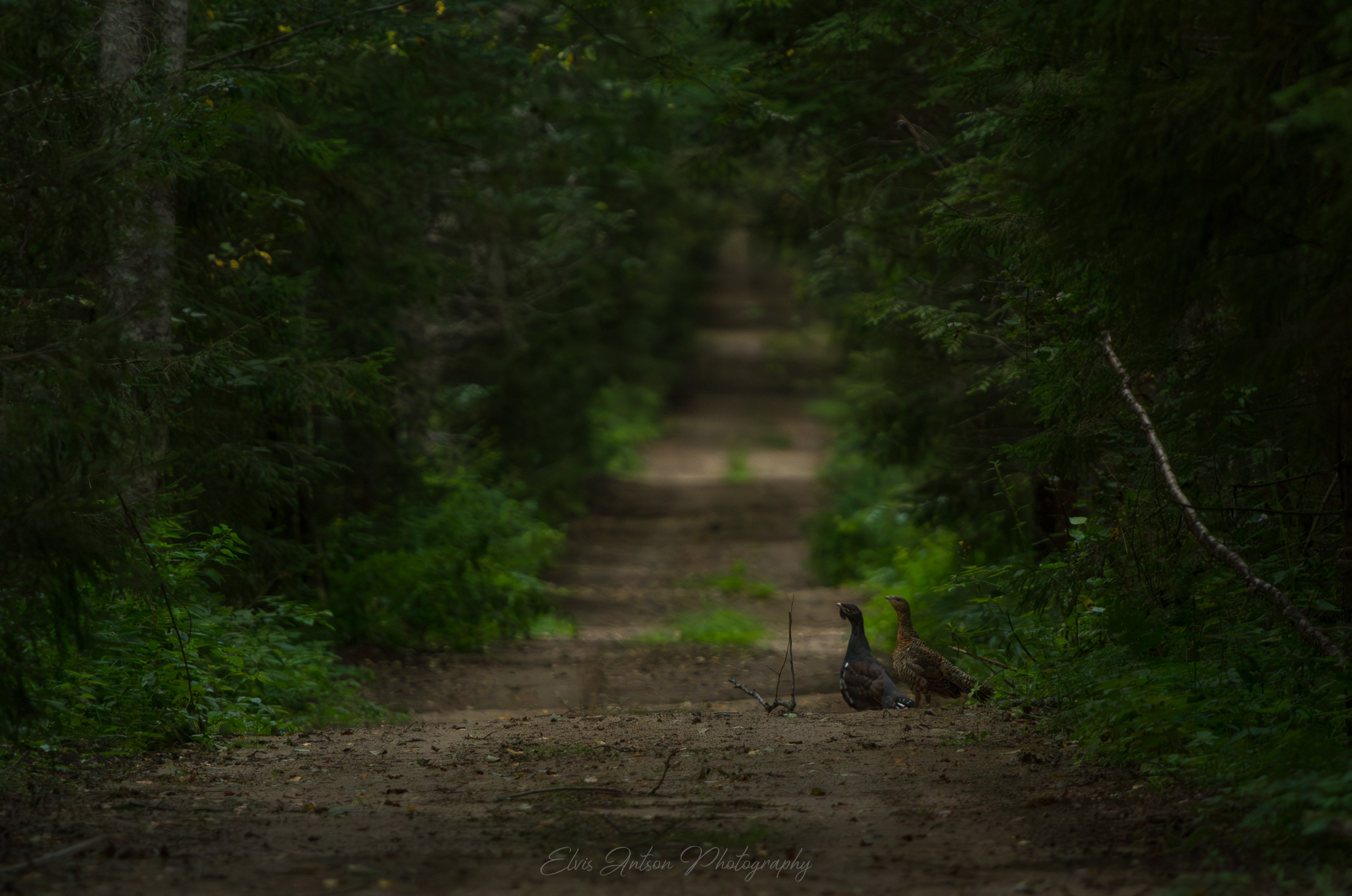 птицы, природа,, Antson Elvis