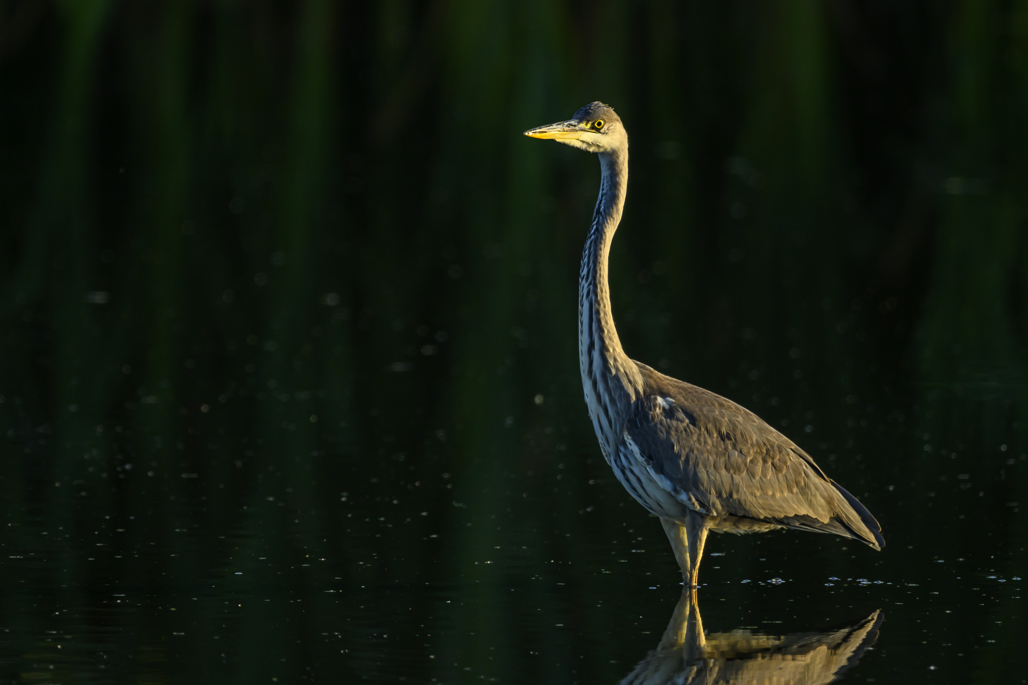 , Пупонин Сергей