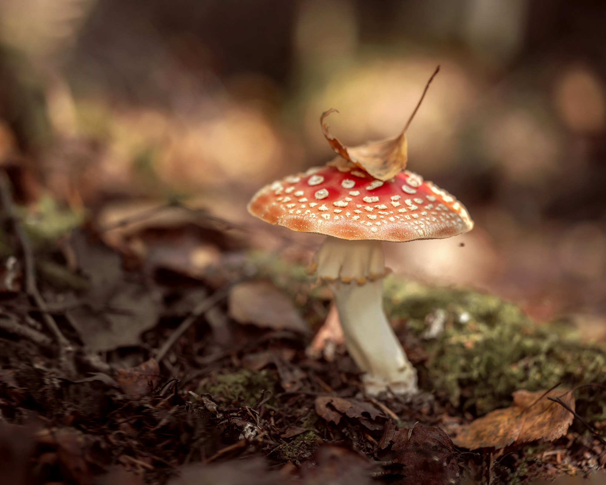 Мухомор, макро, гриб, природа, растение, Завьялова Людмила