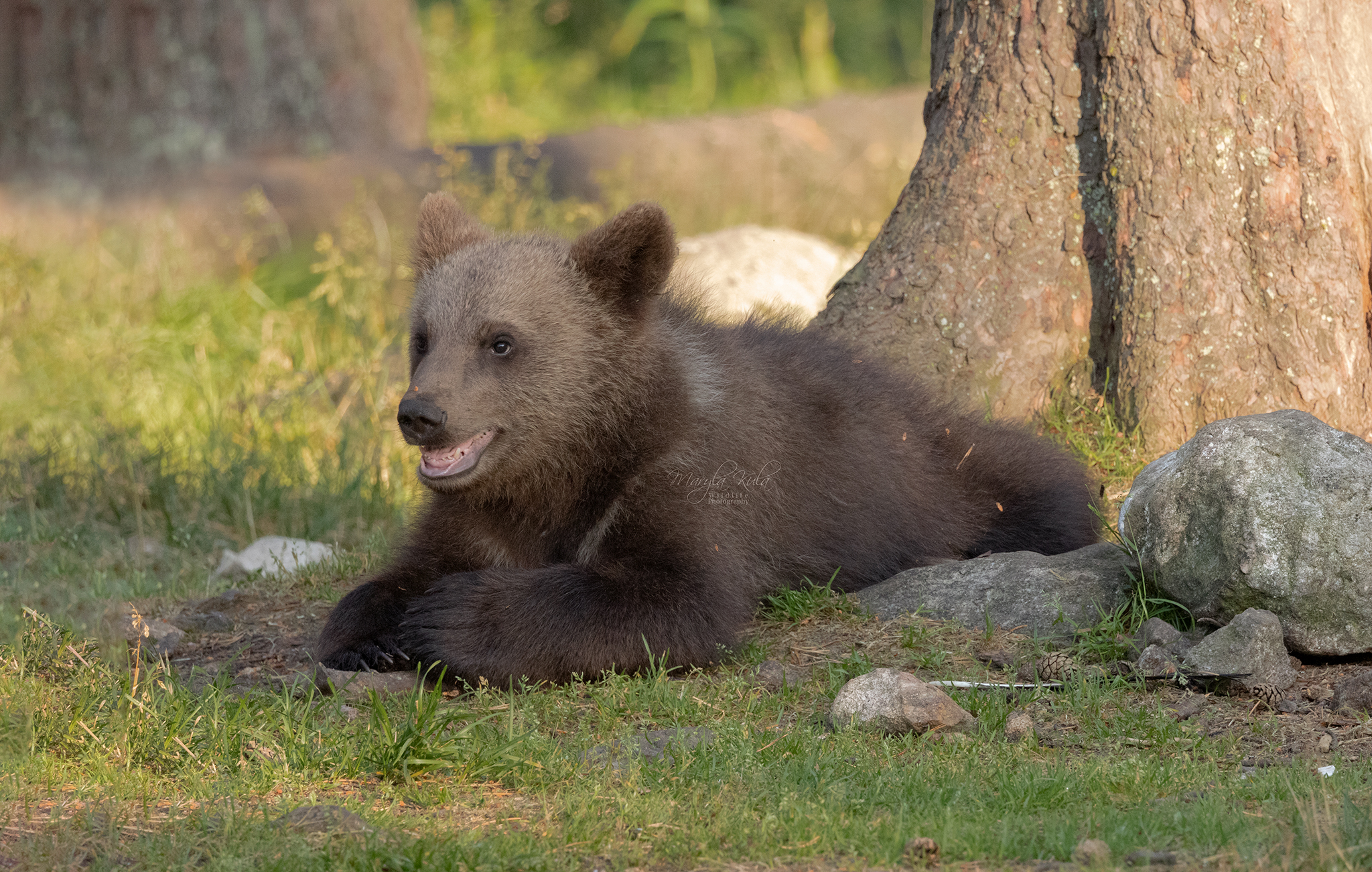 brown bear, bear, nature, wildlife, woods, canon, MARIA KULA