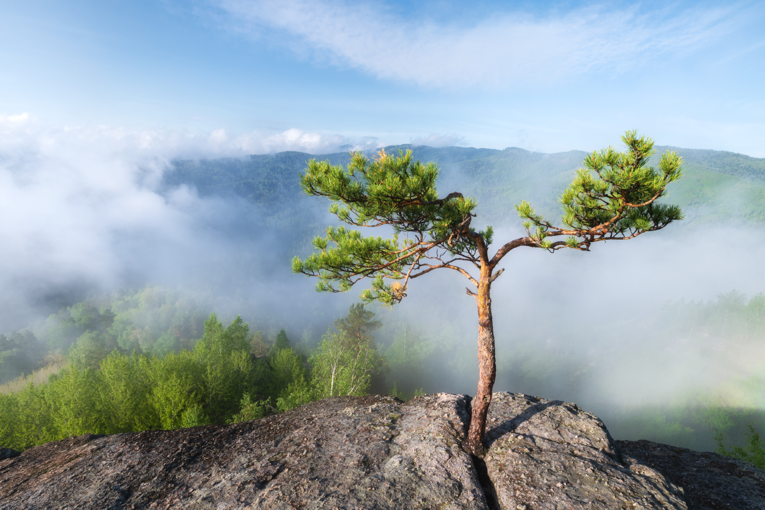алтайский край, смоленский район, предгорья, гора круглая, туман, рассвет, утро, предгорья алтая, пейзажи алтая, одинокая сосна, Рубан Елена