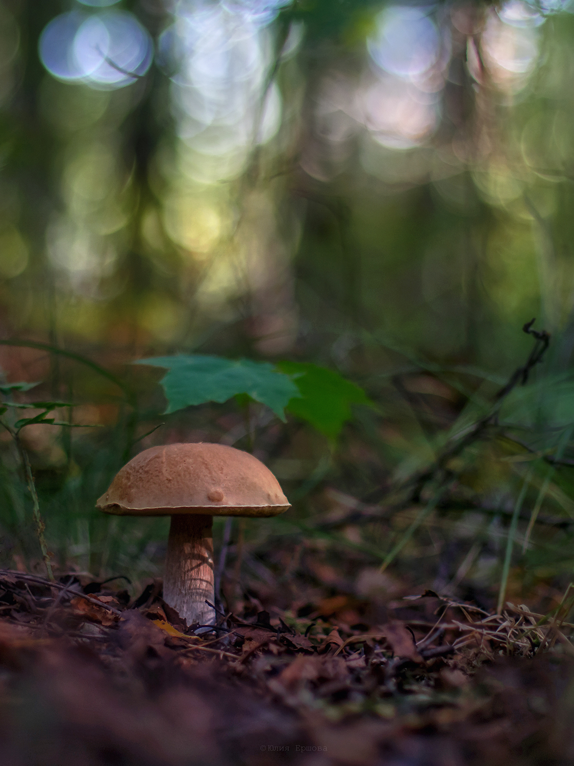 гриб, подберёзовик, Ершова Юлия