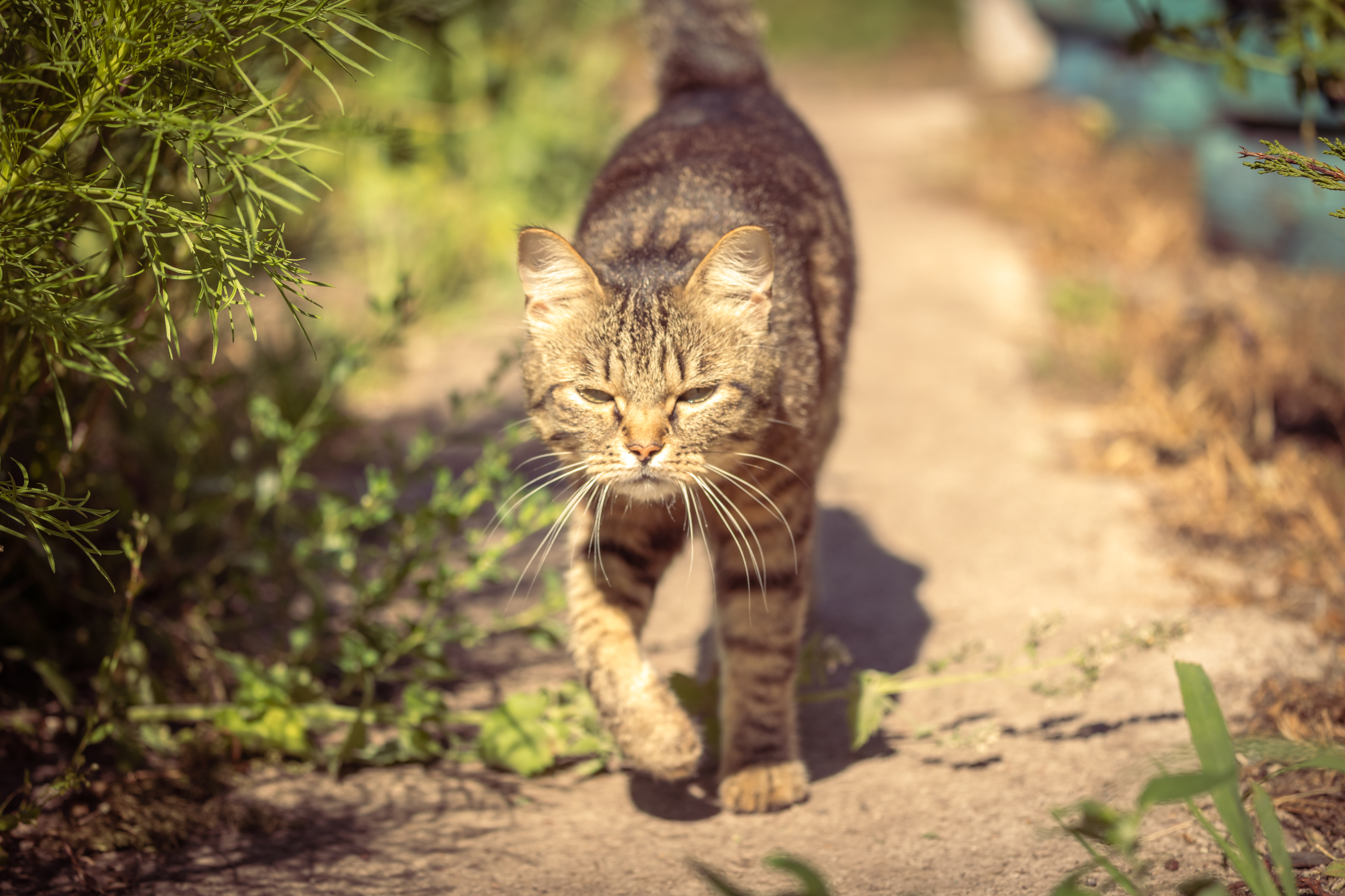 , Щепанов Дмитрий