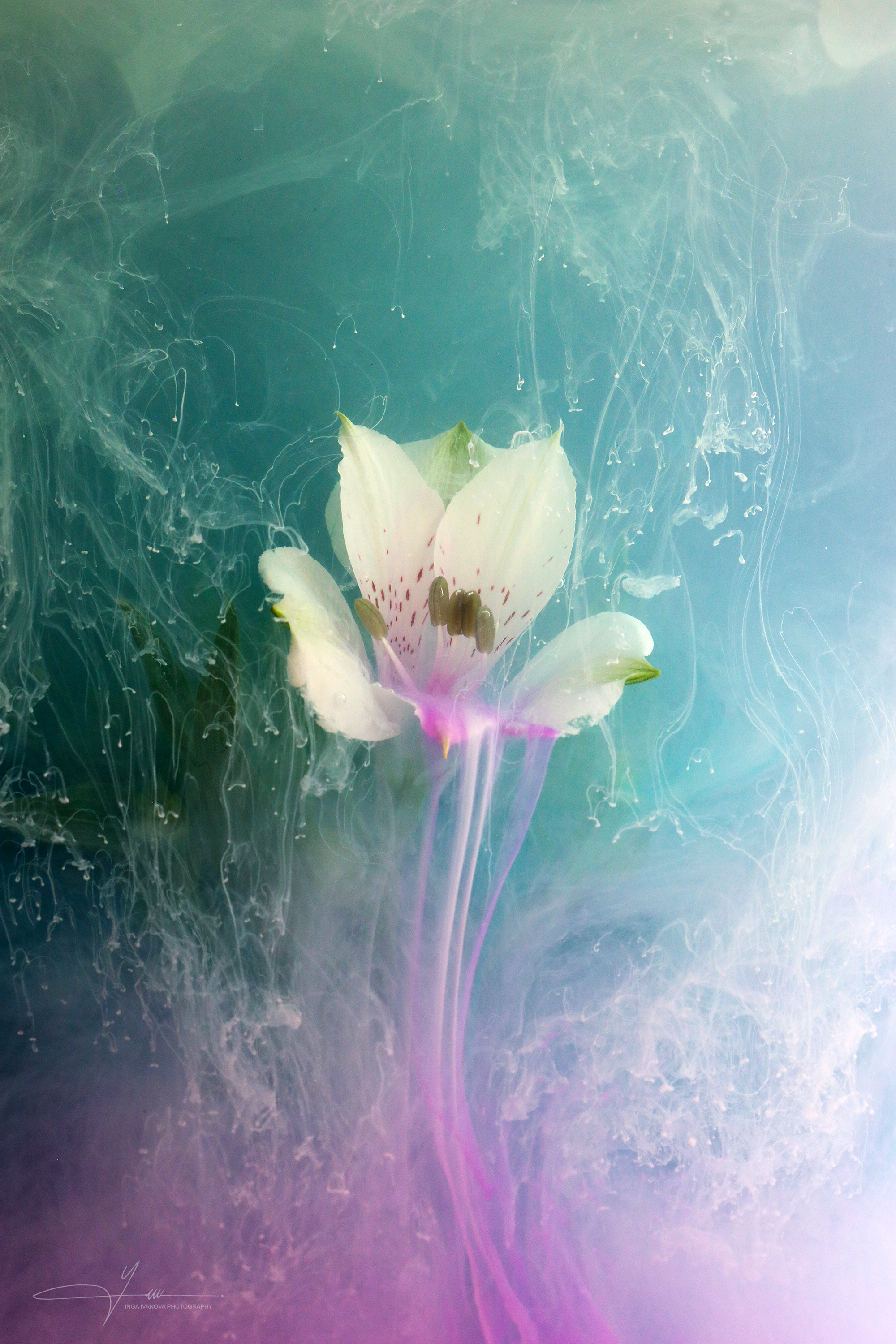 ,  Inga Ivanova  EPCA/B, P IAAP