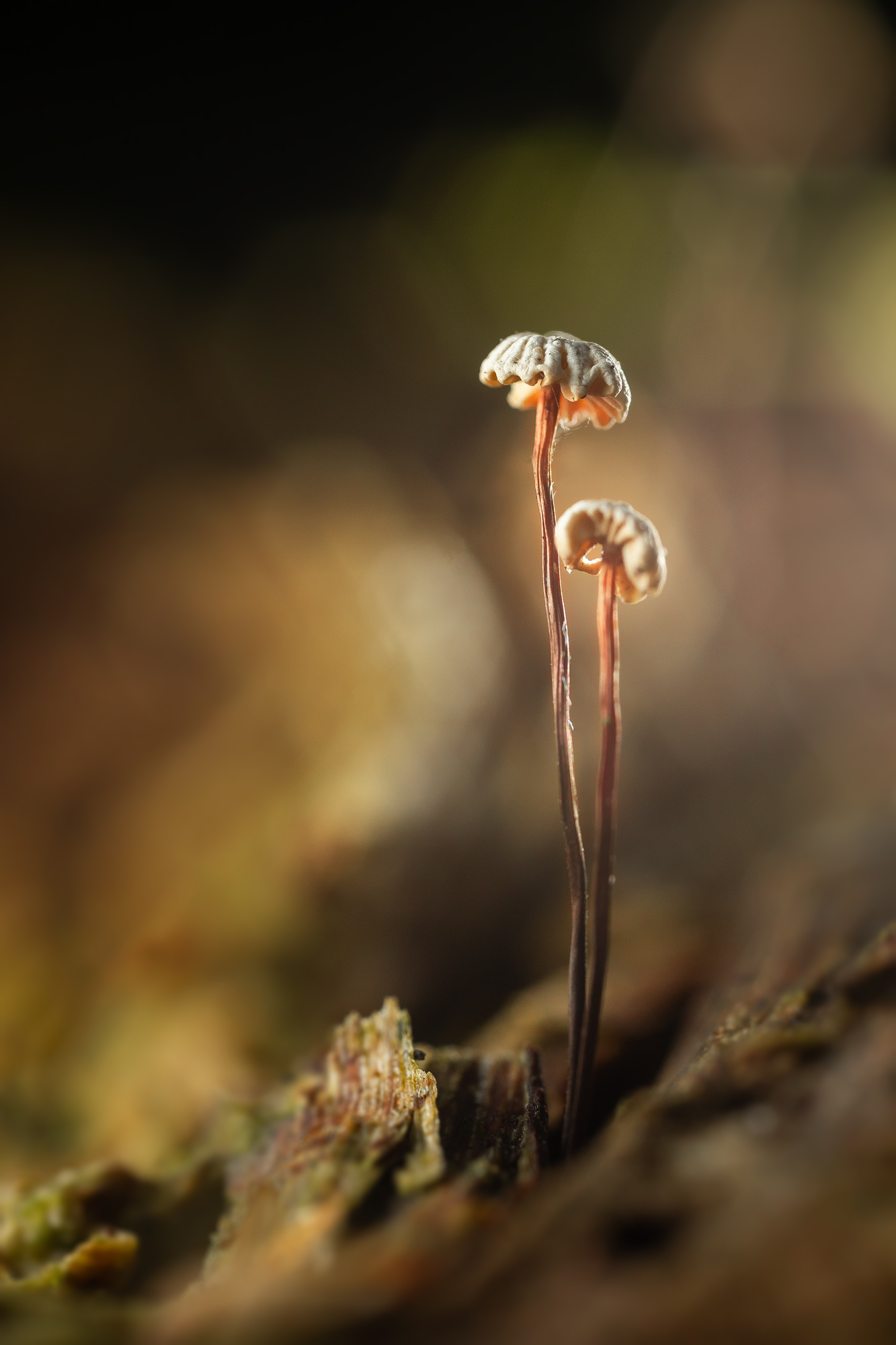 , Кузнецов Дмитрий