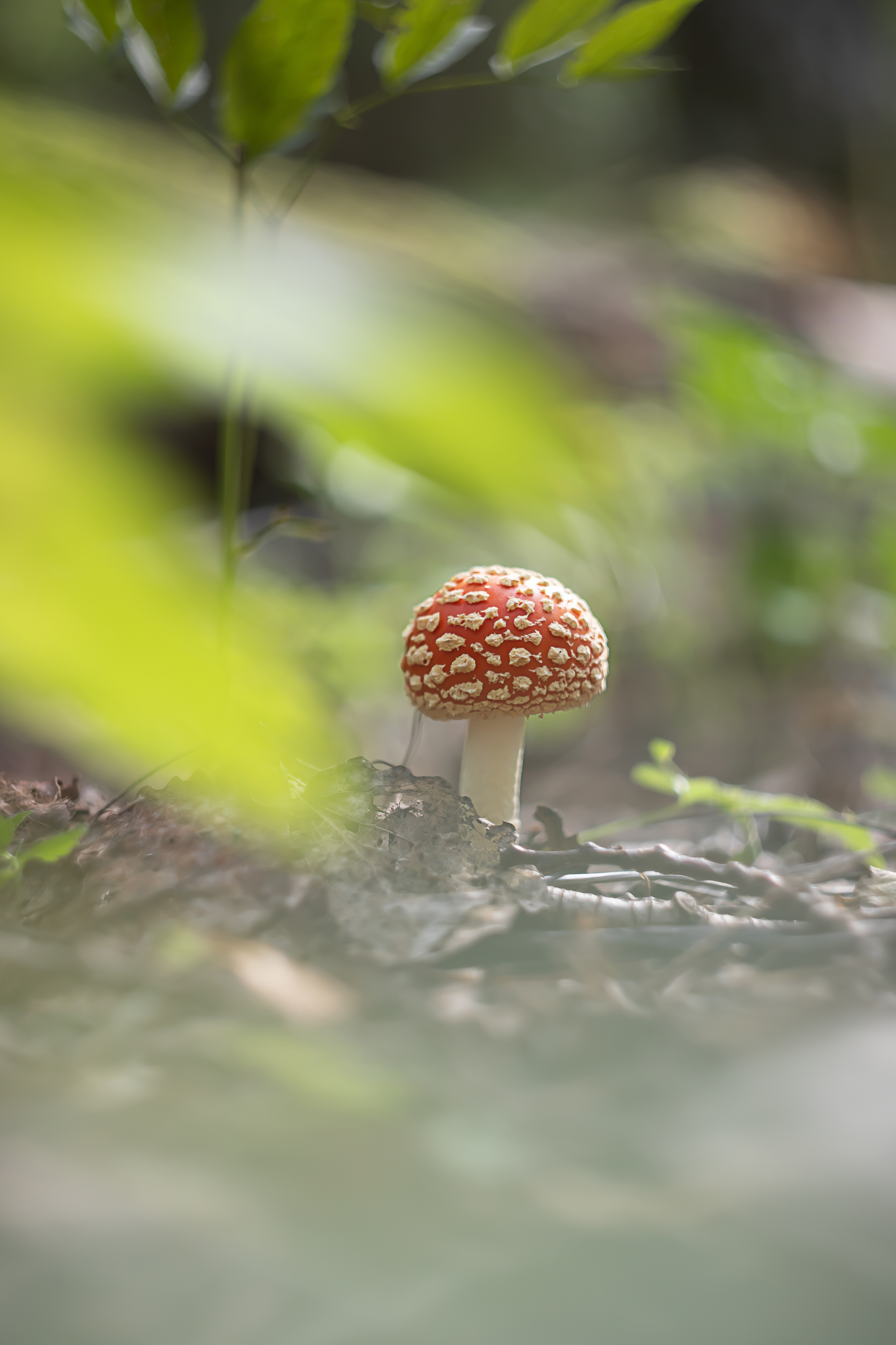 гелиос, боке, мануальная оптика, manuallens, helios, helios44_2, bokeh, Обидина Мария