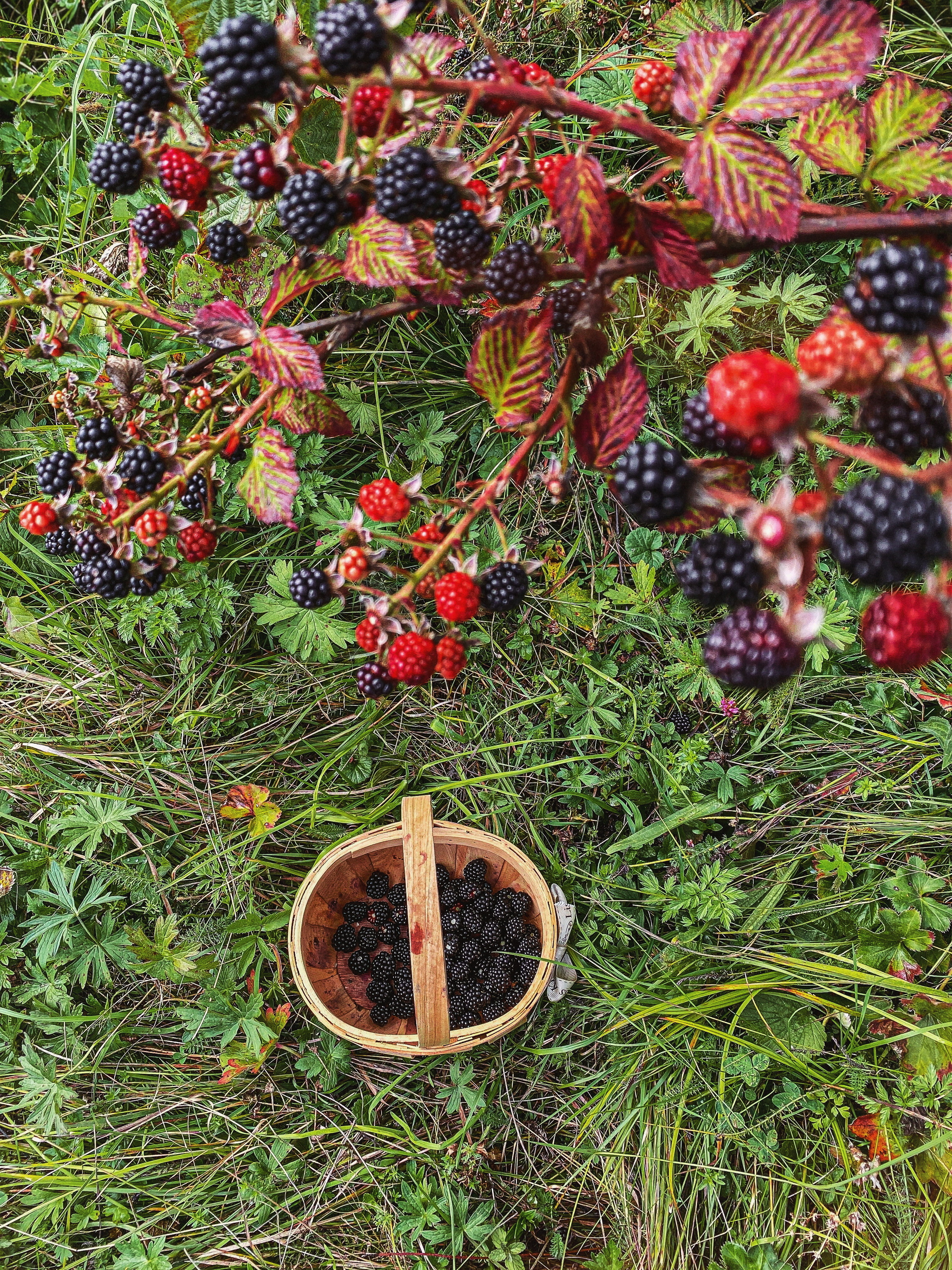 , Алинция Савельева
