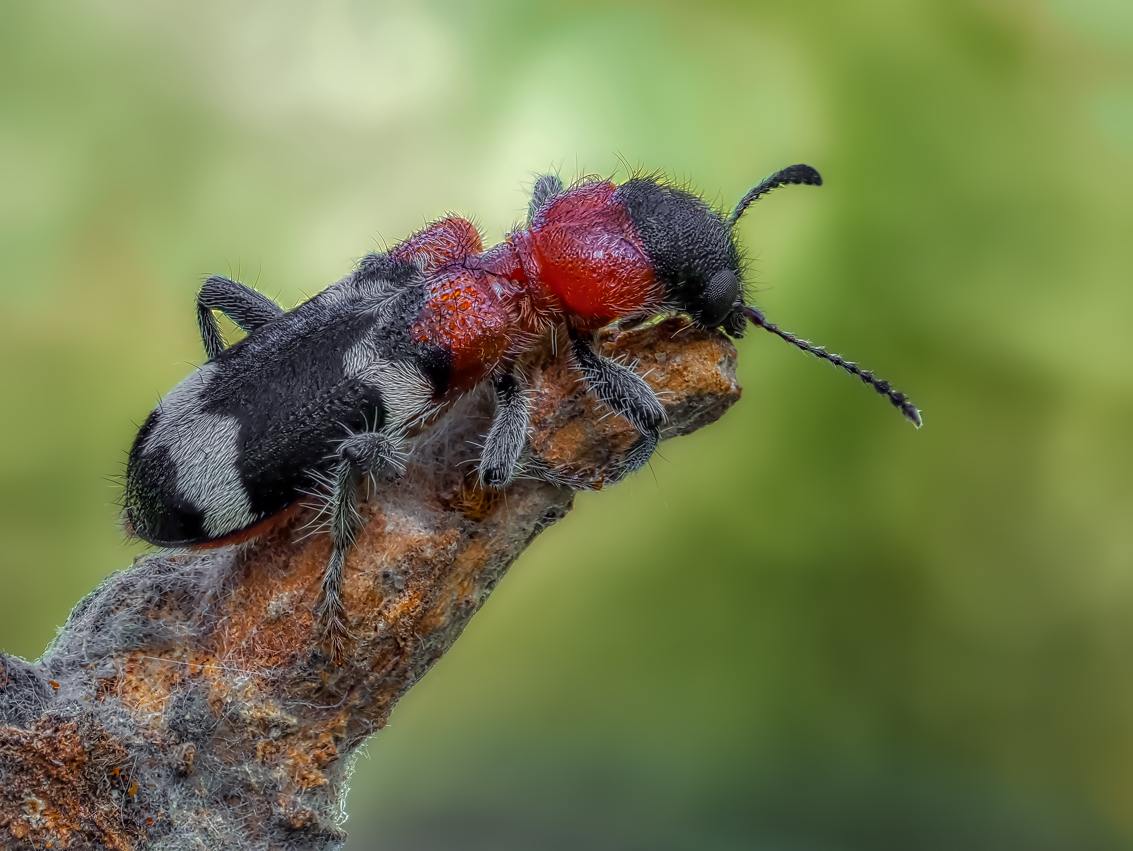 , Олег Савицкий