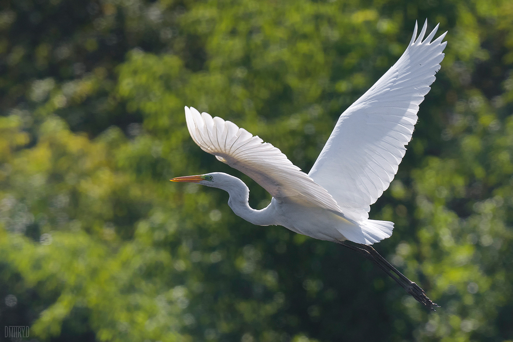 , Дмитрий Доронин