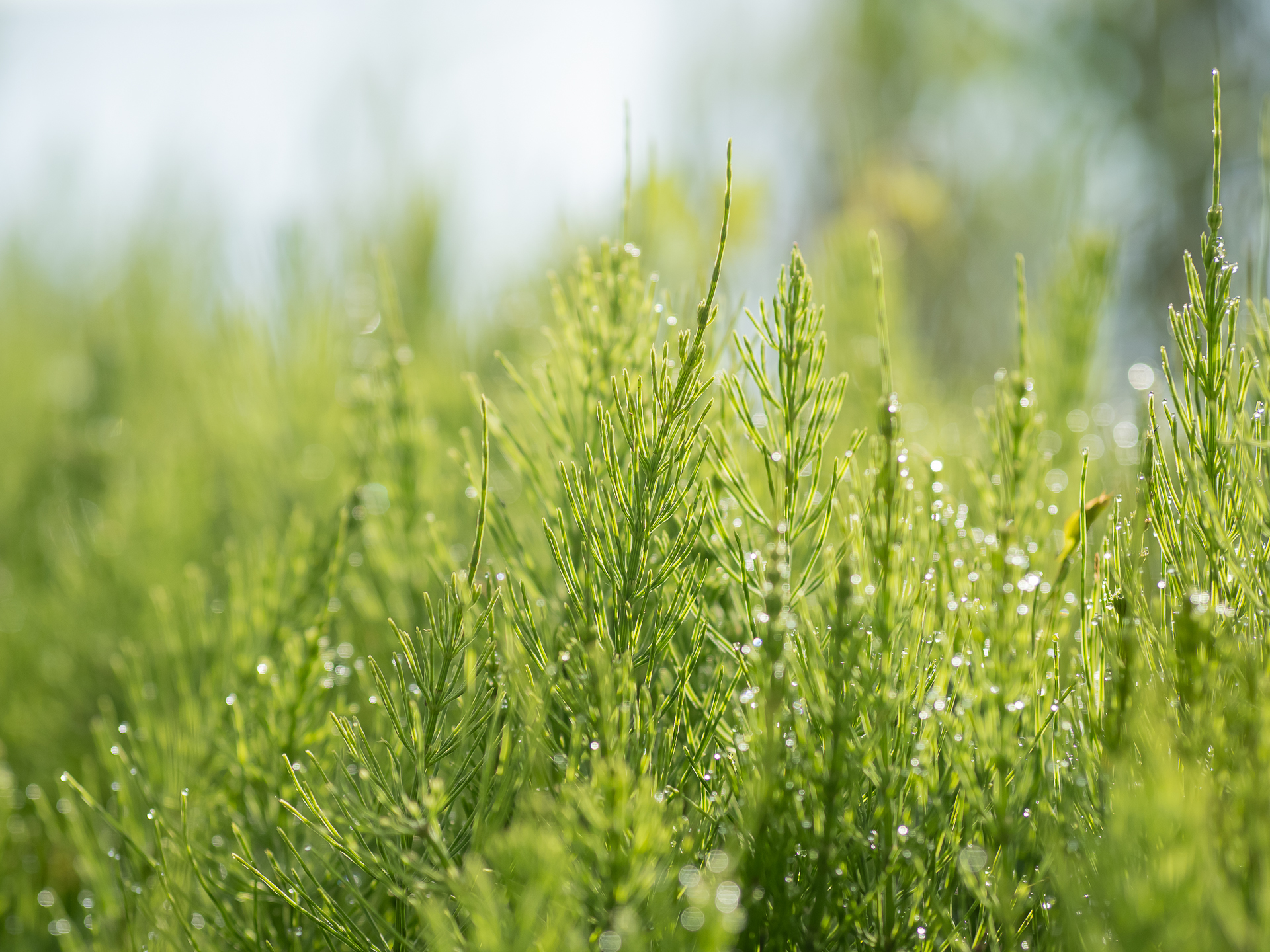 , Ирина Протченко