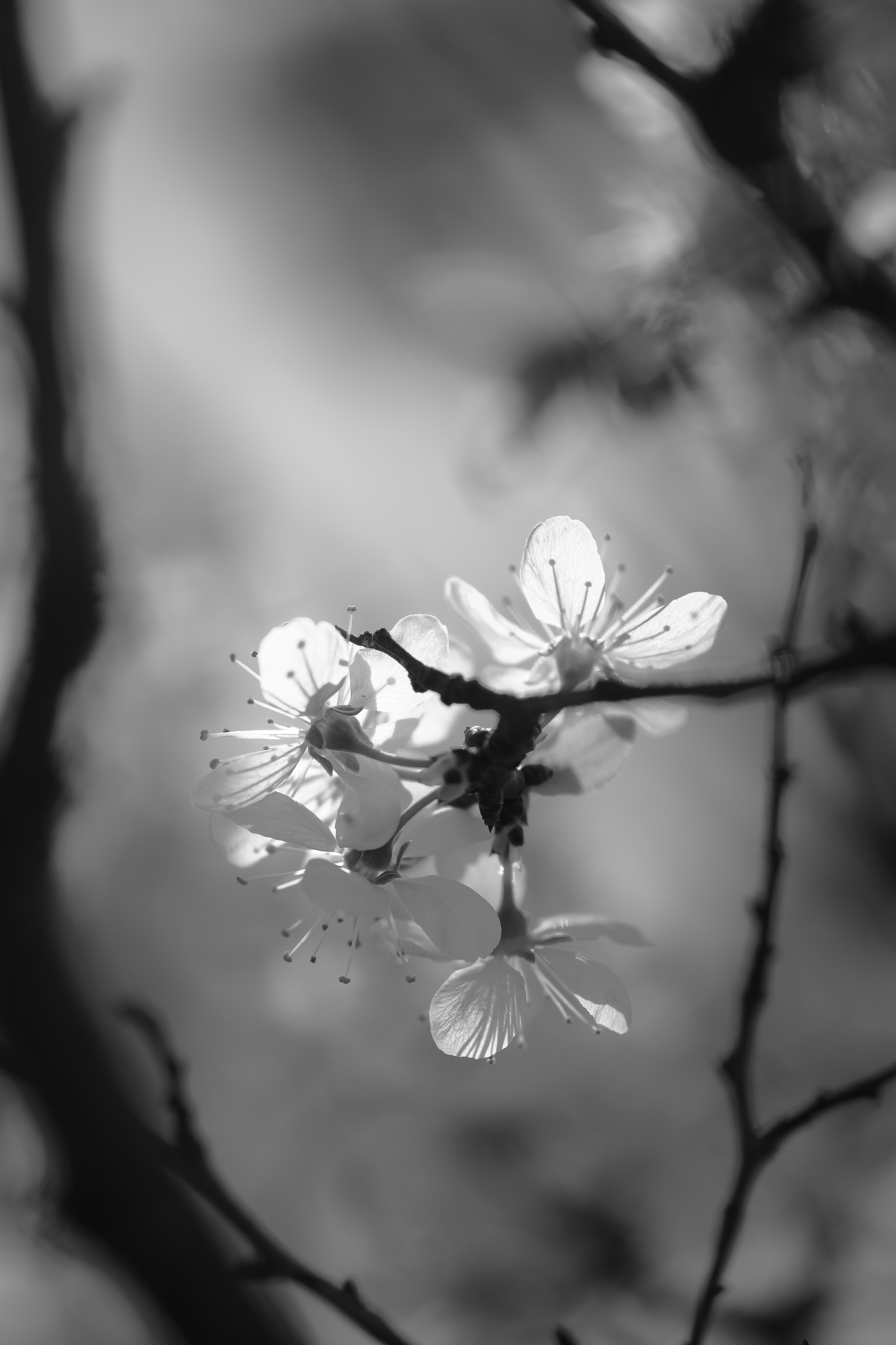 терновник, чб, цветы, Соварцева Ксения