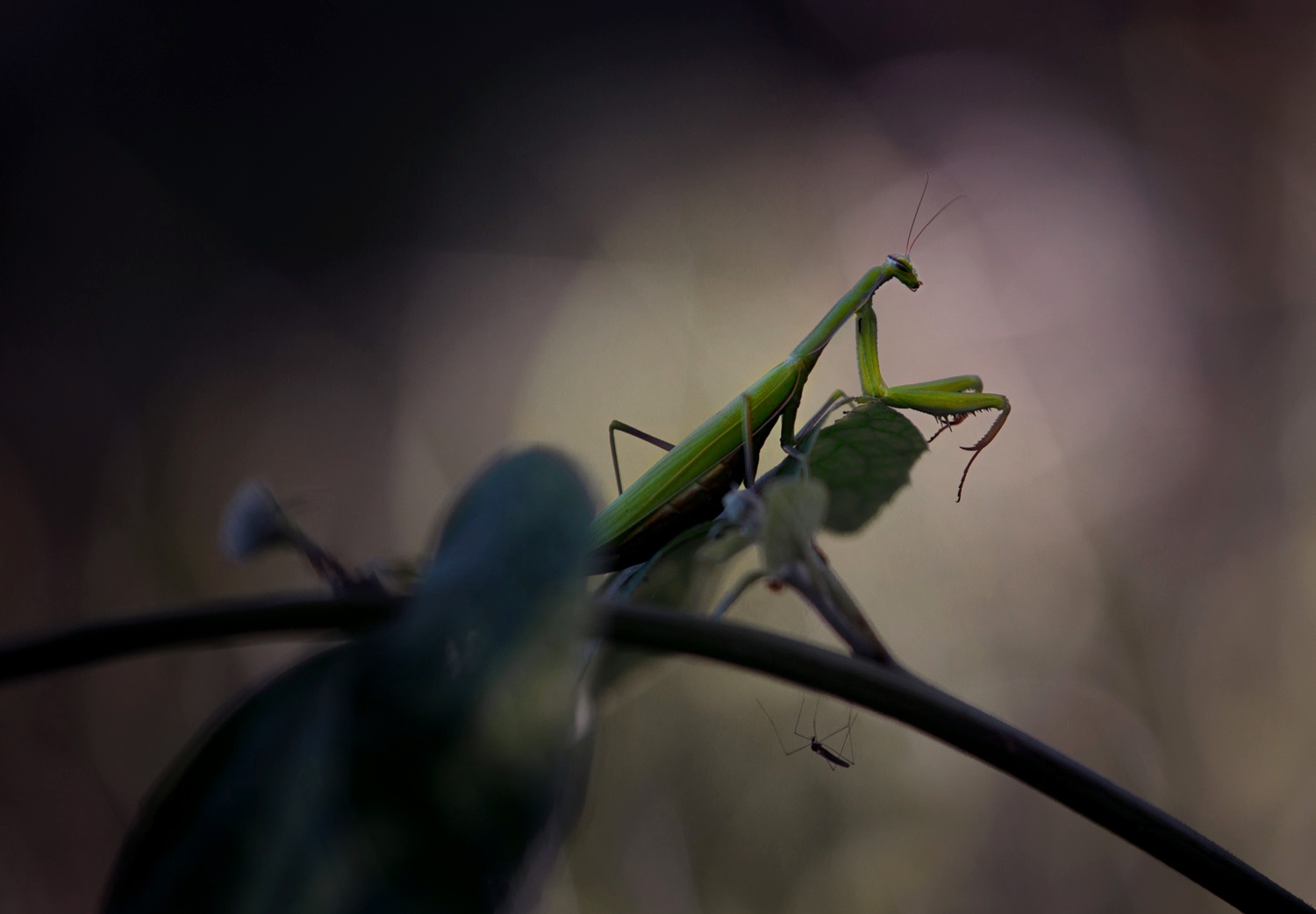 , Баранов Олег