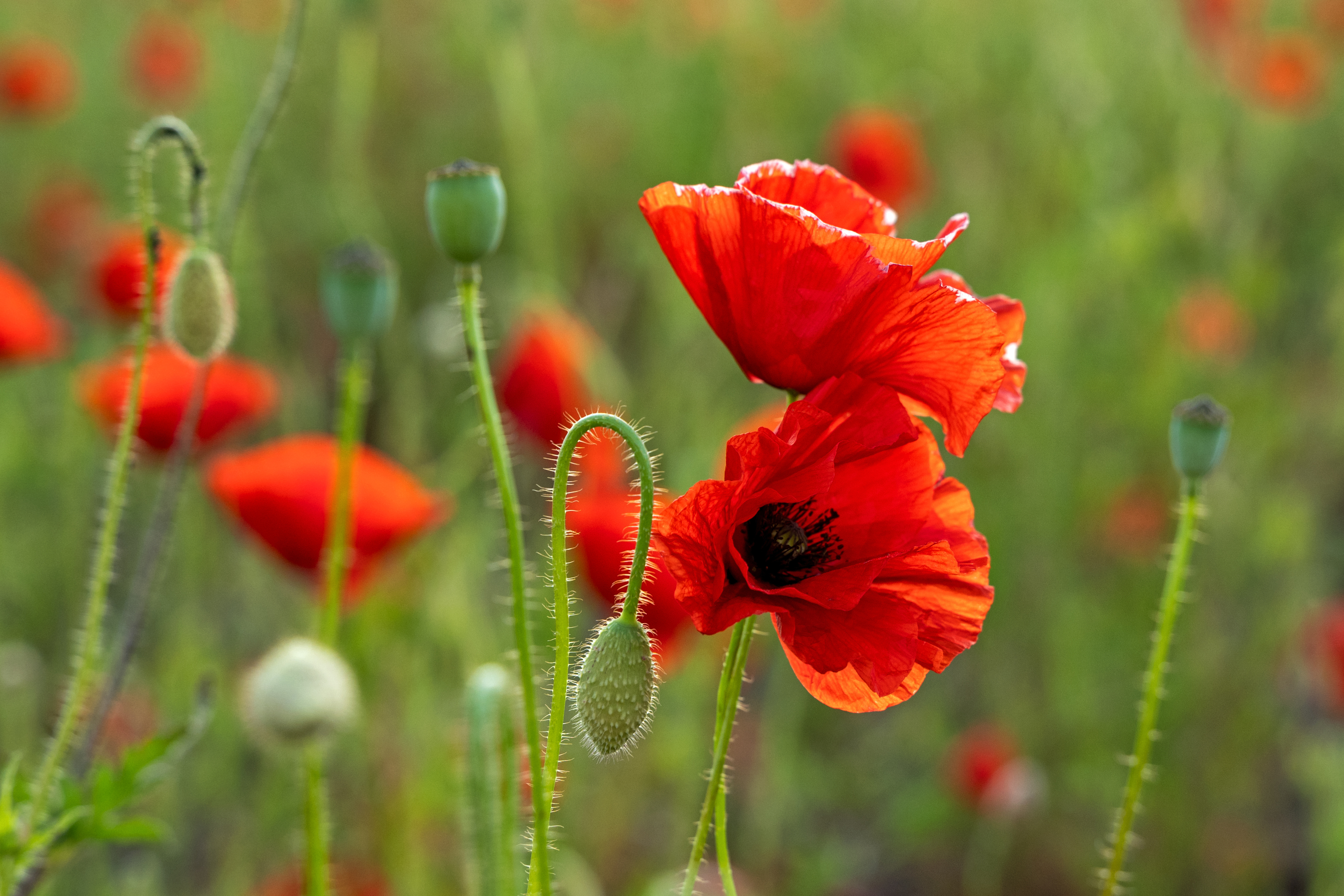 , Желенговский Виктор