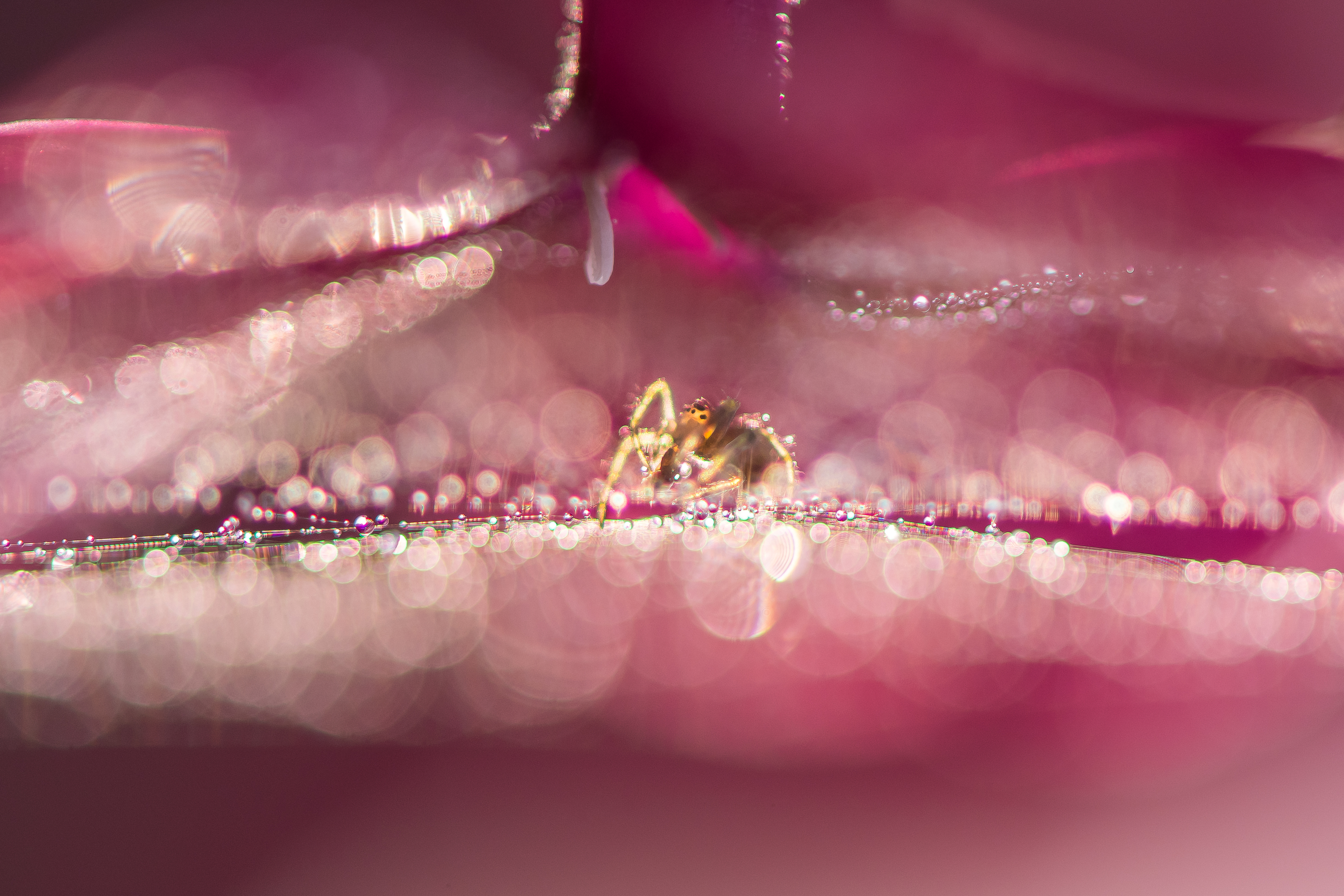 флокс, розовый, паук, паучок, блики, боке, цветок, паутина, Соварцева Ксения