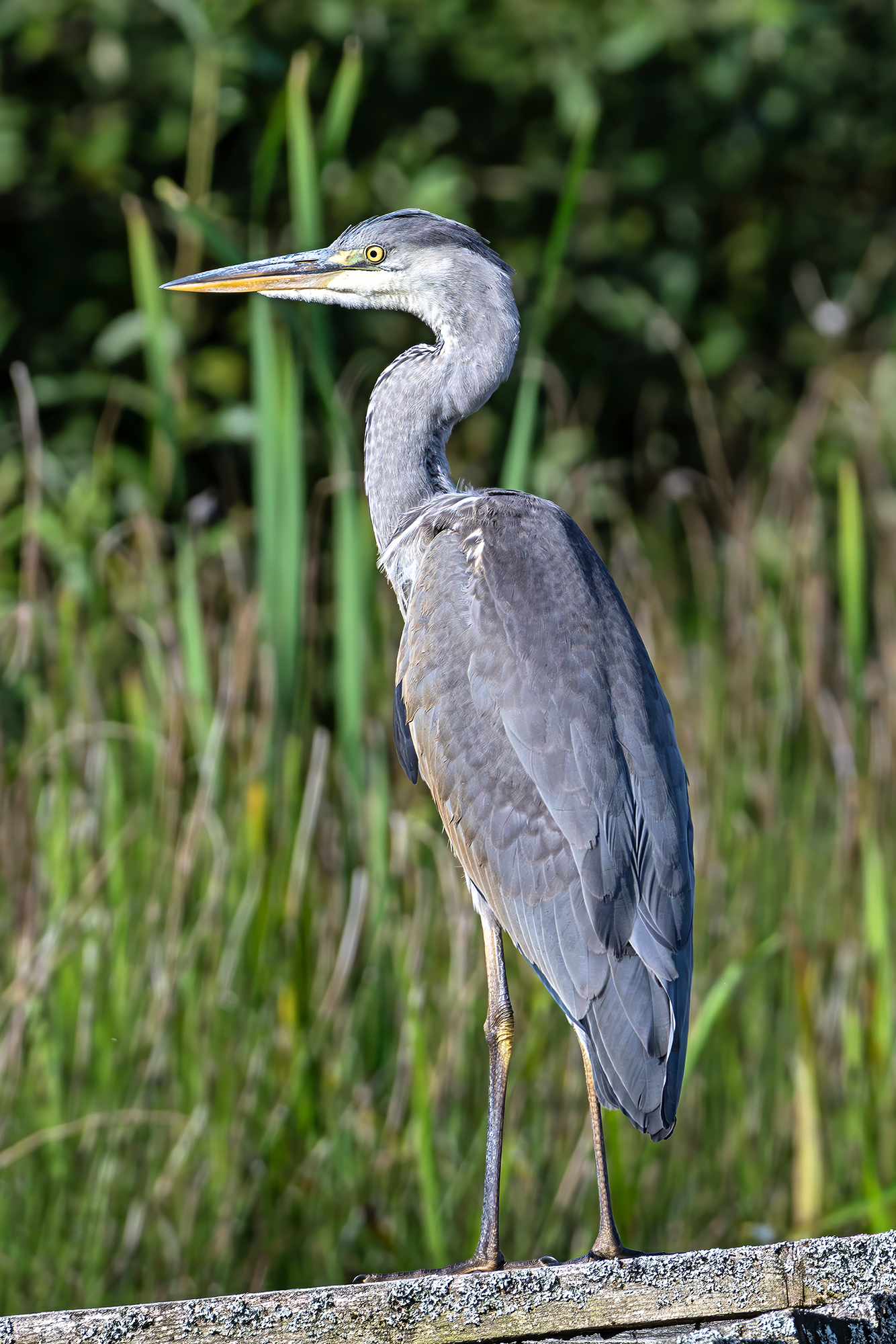 , Молодкин Дмитрий
