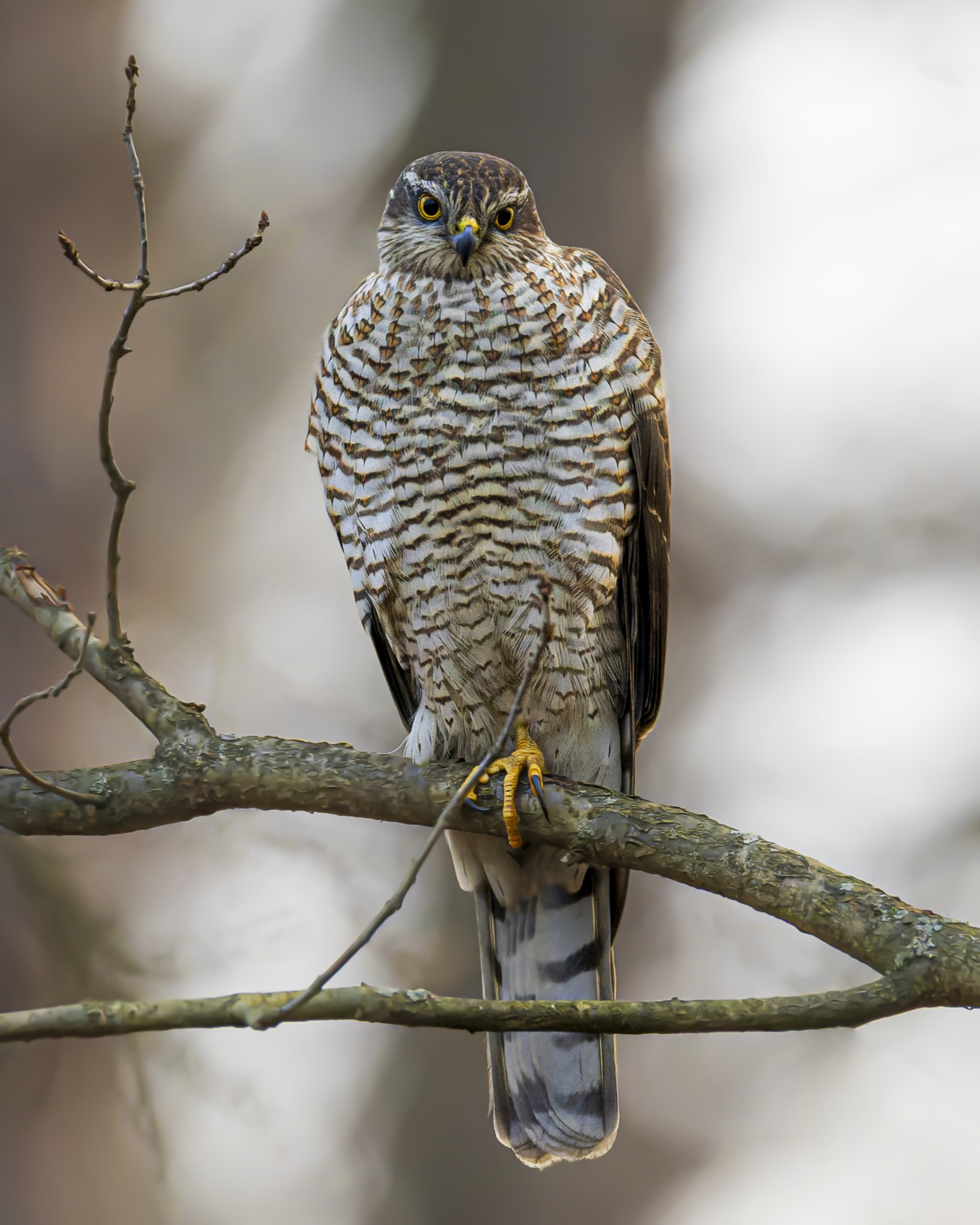 перепелятник, птицы, ястреб, Руслан Pl
