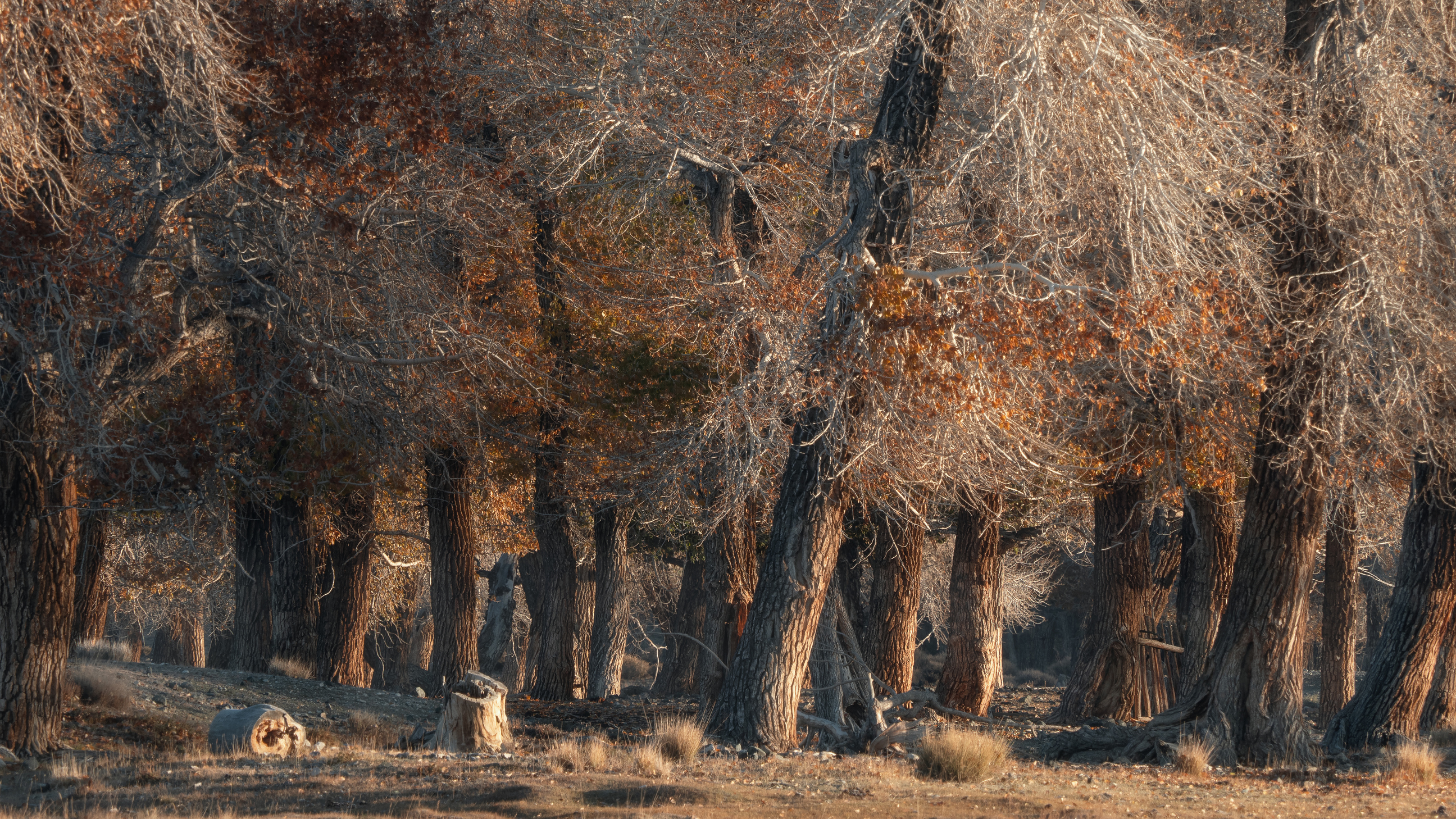 , Мозжухин Максим