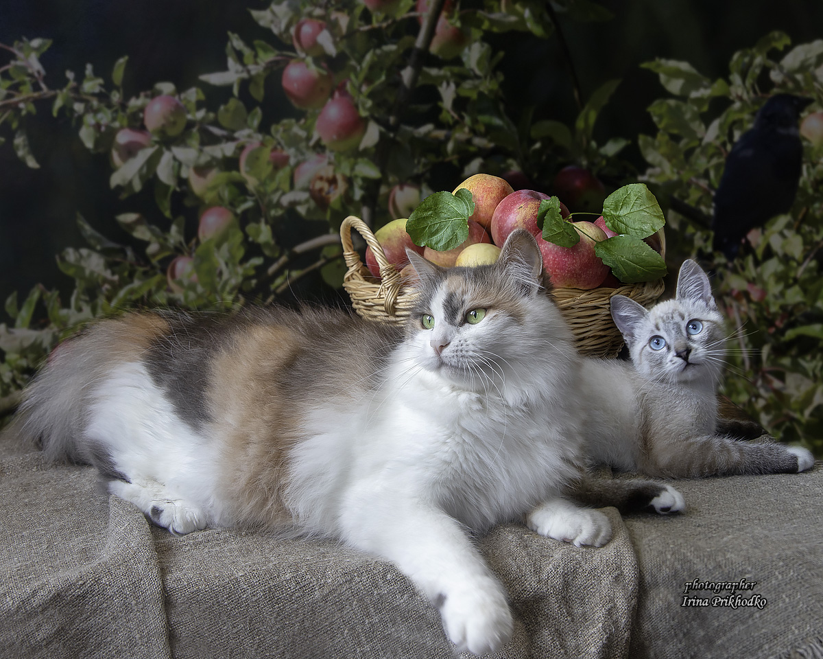кошки, питомцы, урожай, яблоки, кошки, котенок, Приходько Ирина