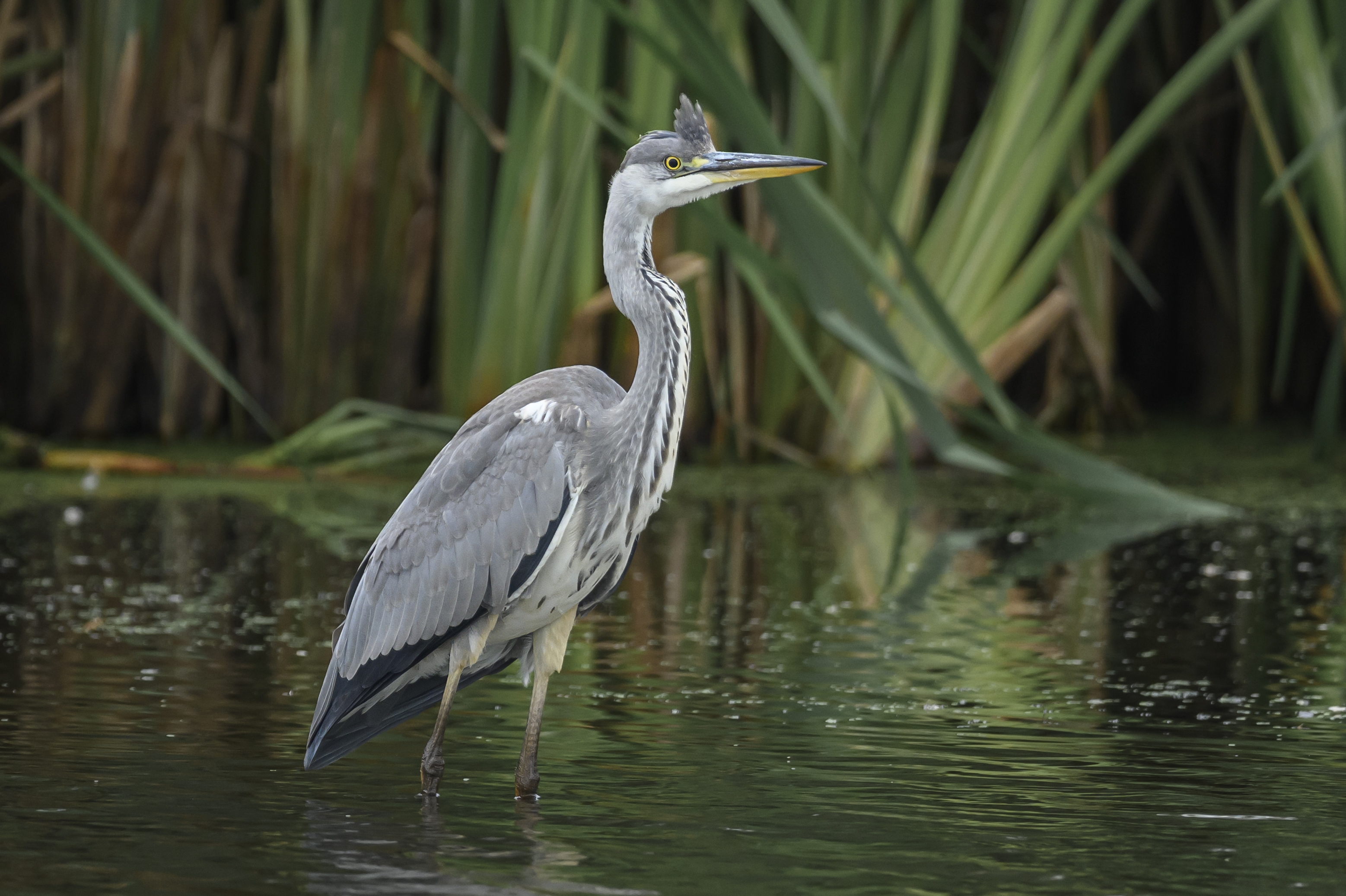 , Пупонин Сергей