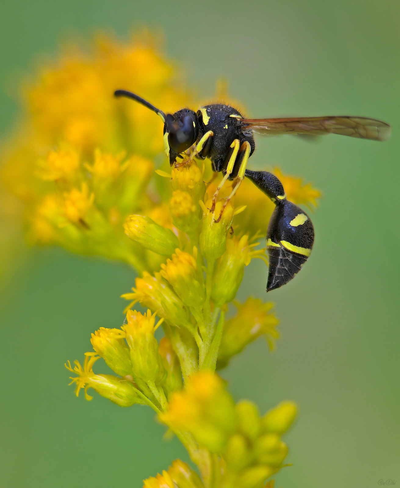 оса, Чи. Анатолий