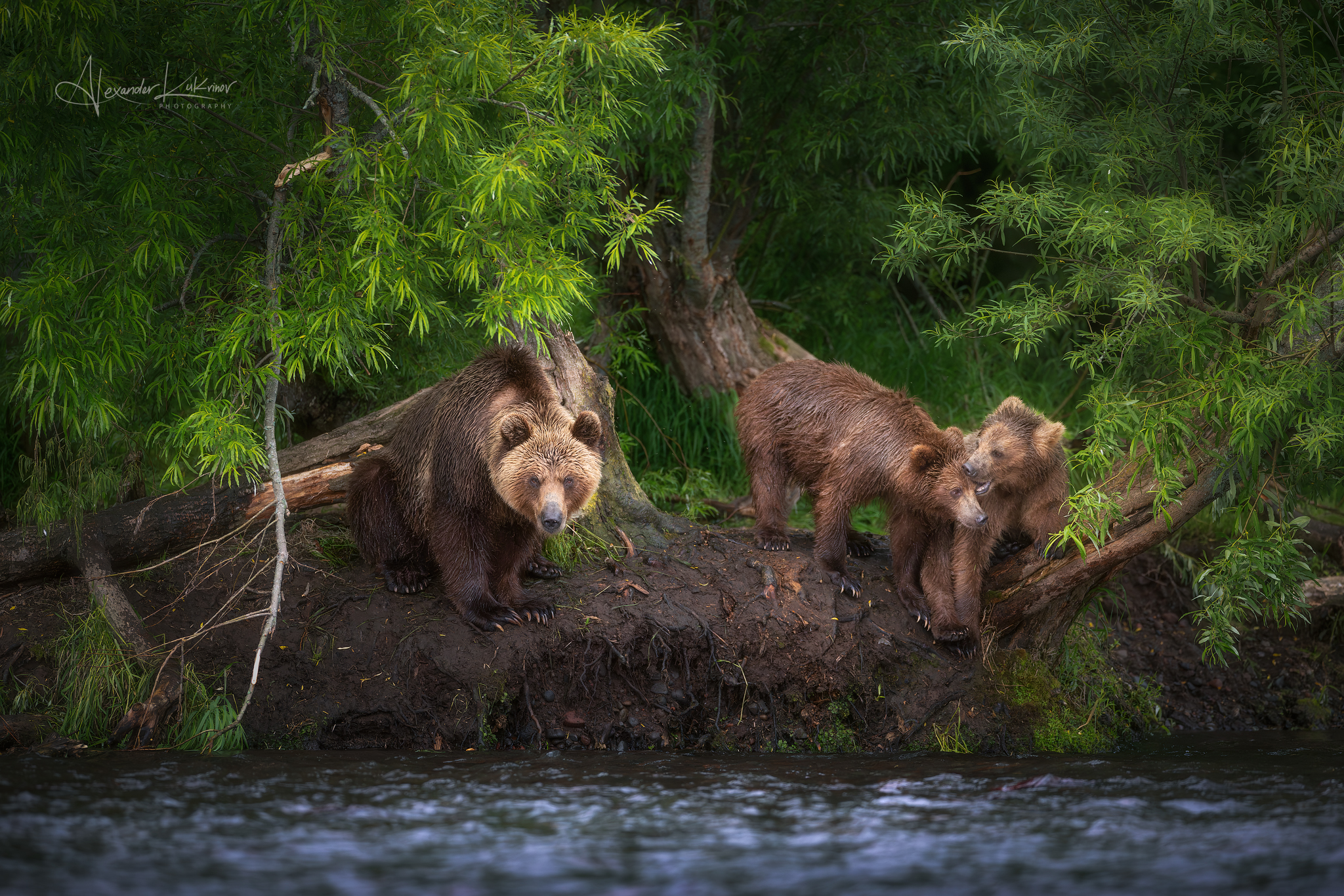 медведь,медведи,камчатка, Александр Кукринов