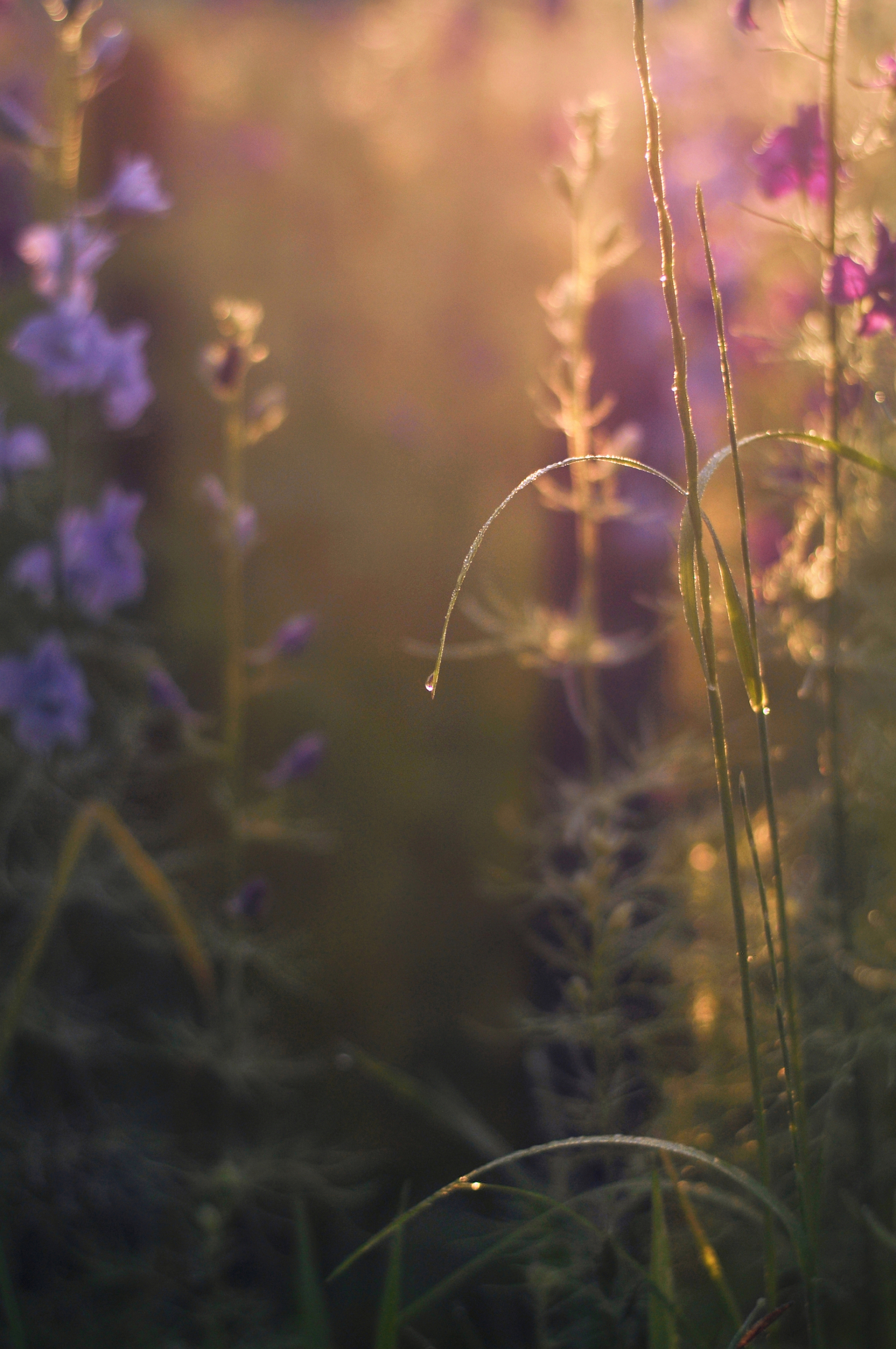 утро, роса, цветы, свет, лето, природа, nature, morning, Буглак Инна