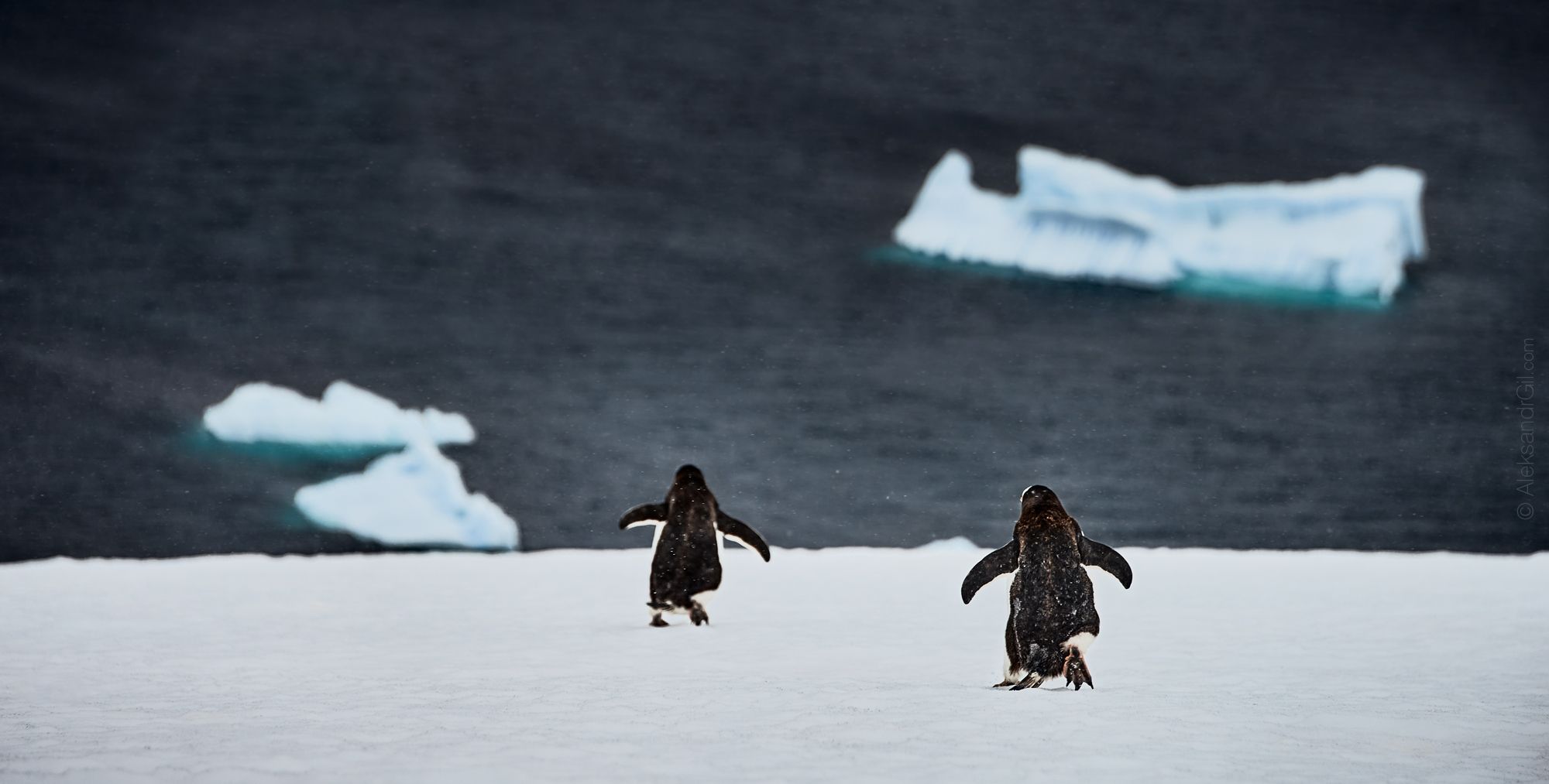 пингвины, антарктика, антарктика, antarctic, penguin, Гиль Александр