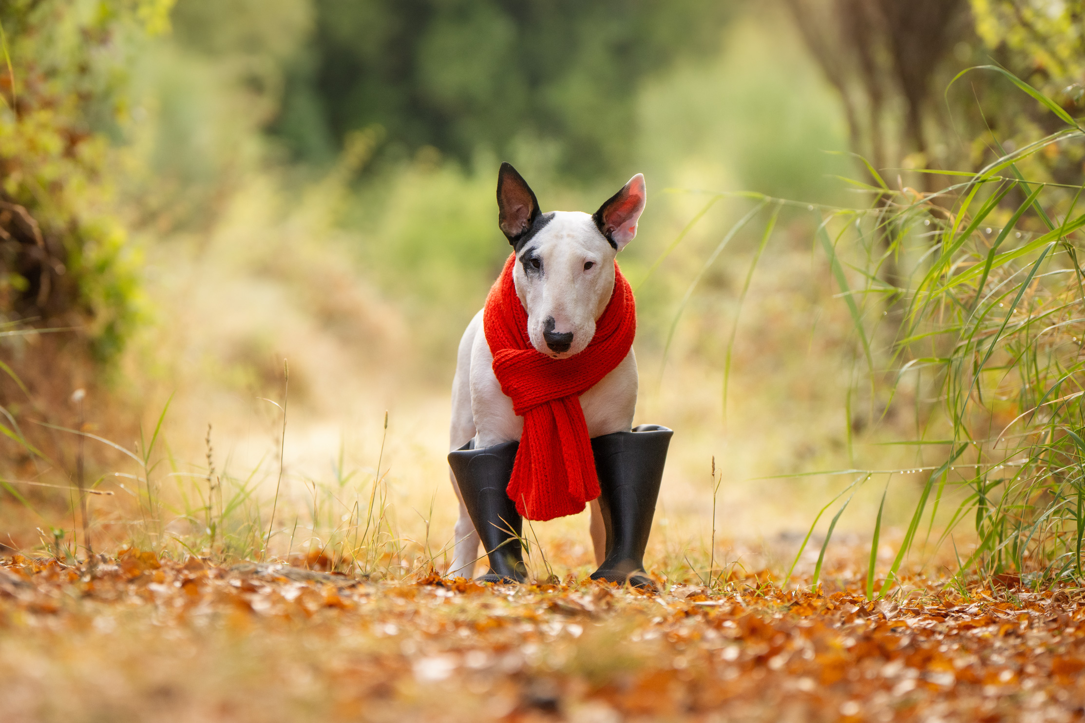 , Андрианова Ирина