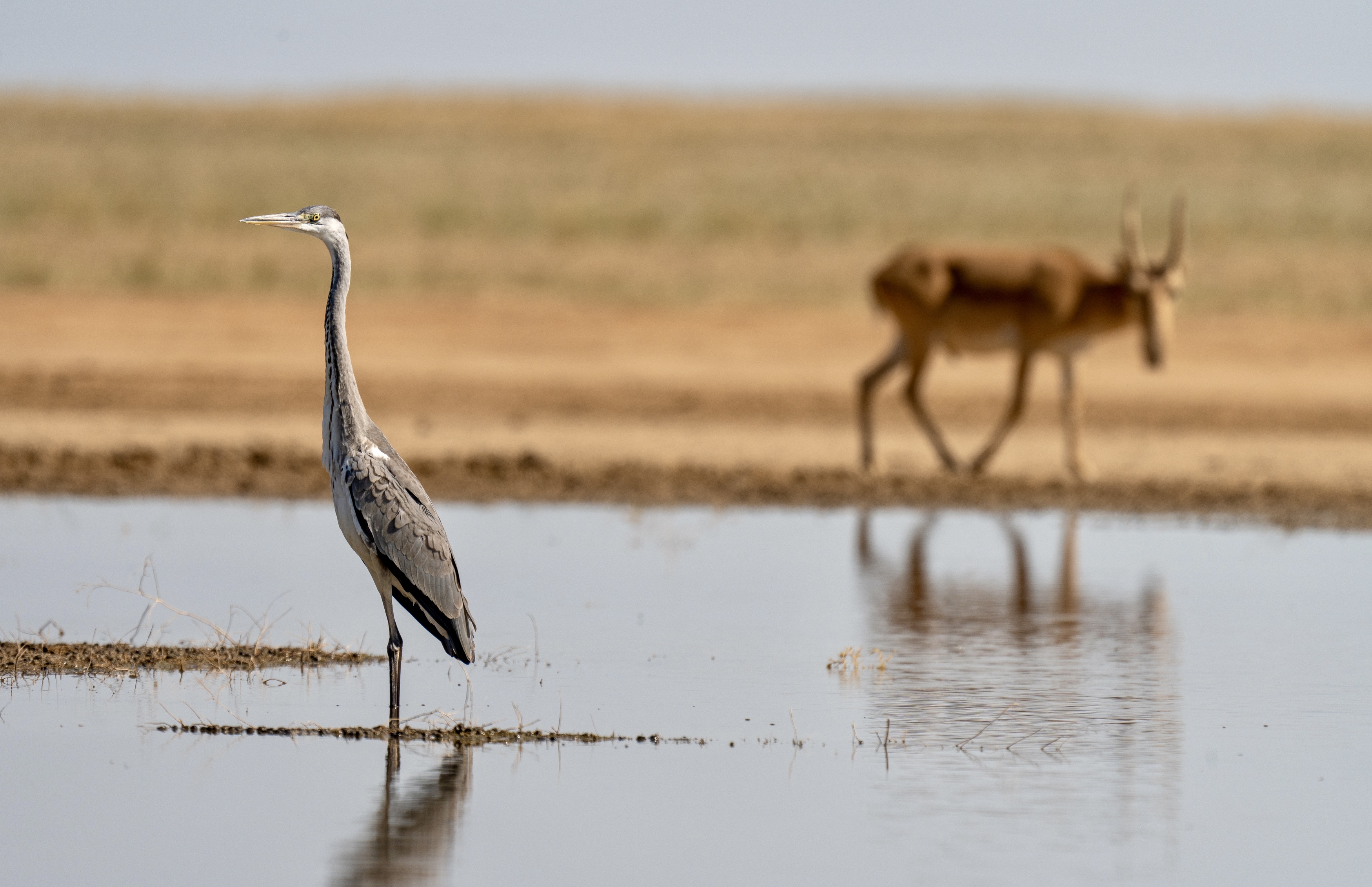 , Владимир Цветов