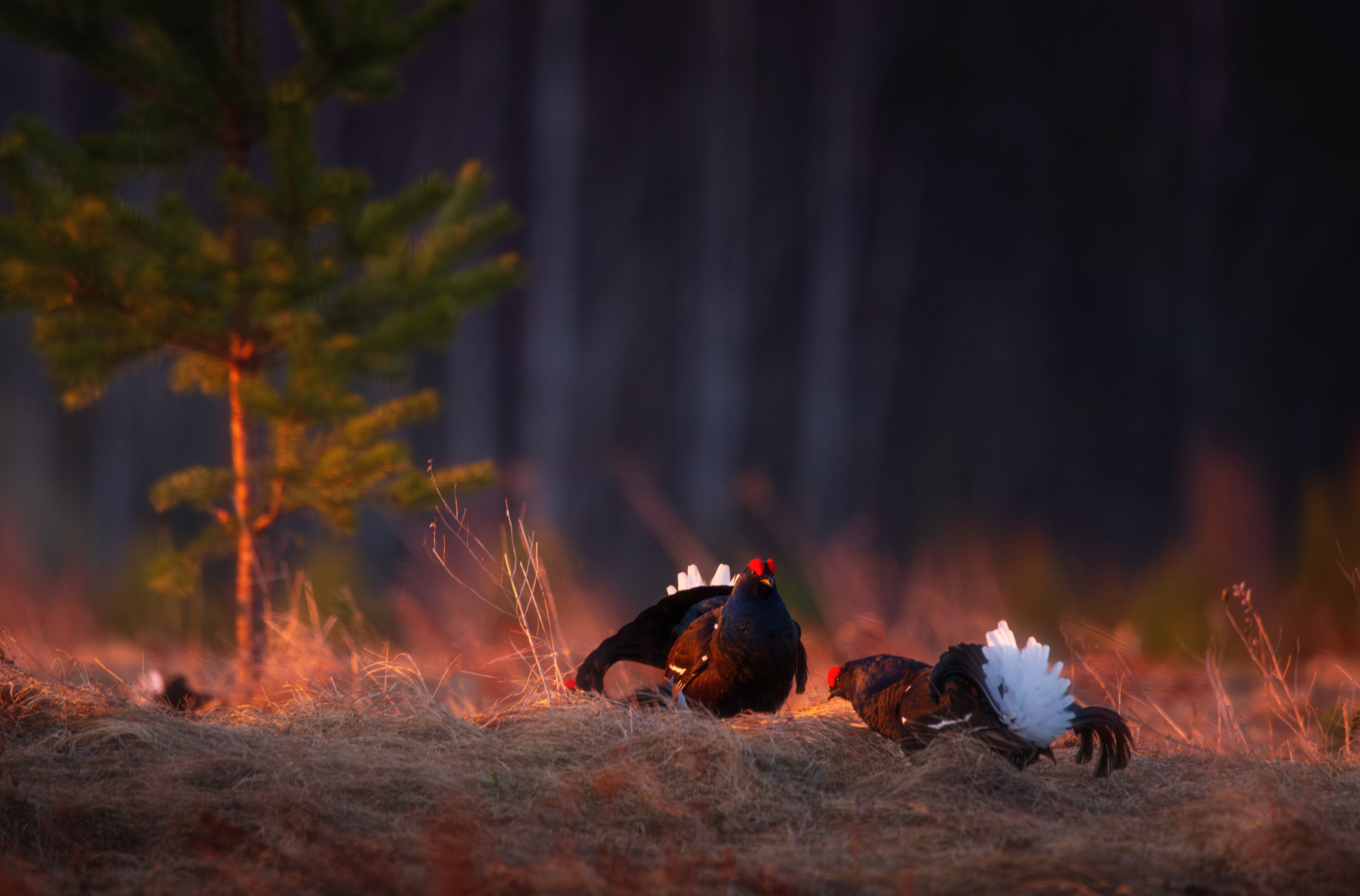 птицы, анимализм, природа, тетерев, тетерева, тетеревиный ток, кологрив, Antson Elvis