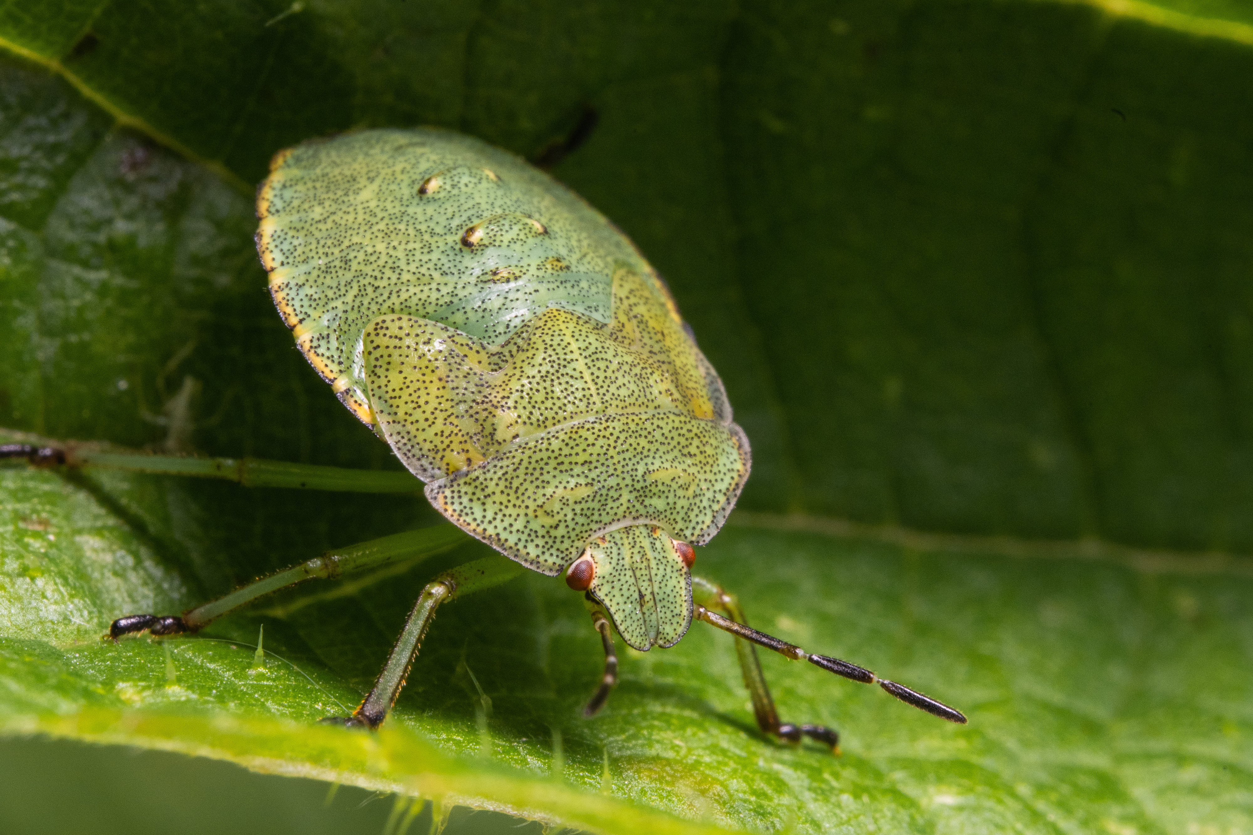 , Ольга Таланцева