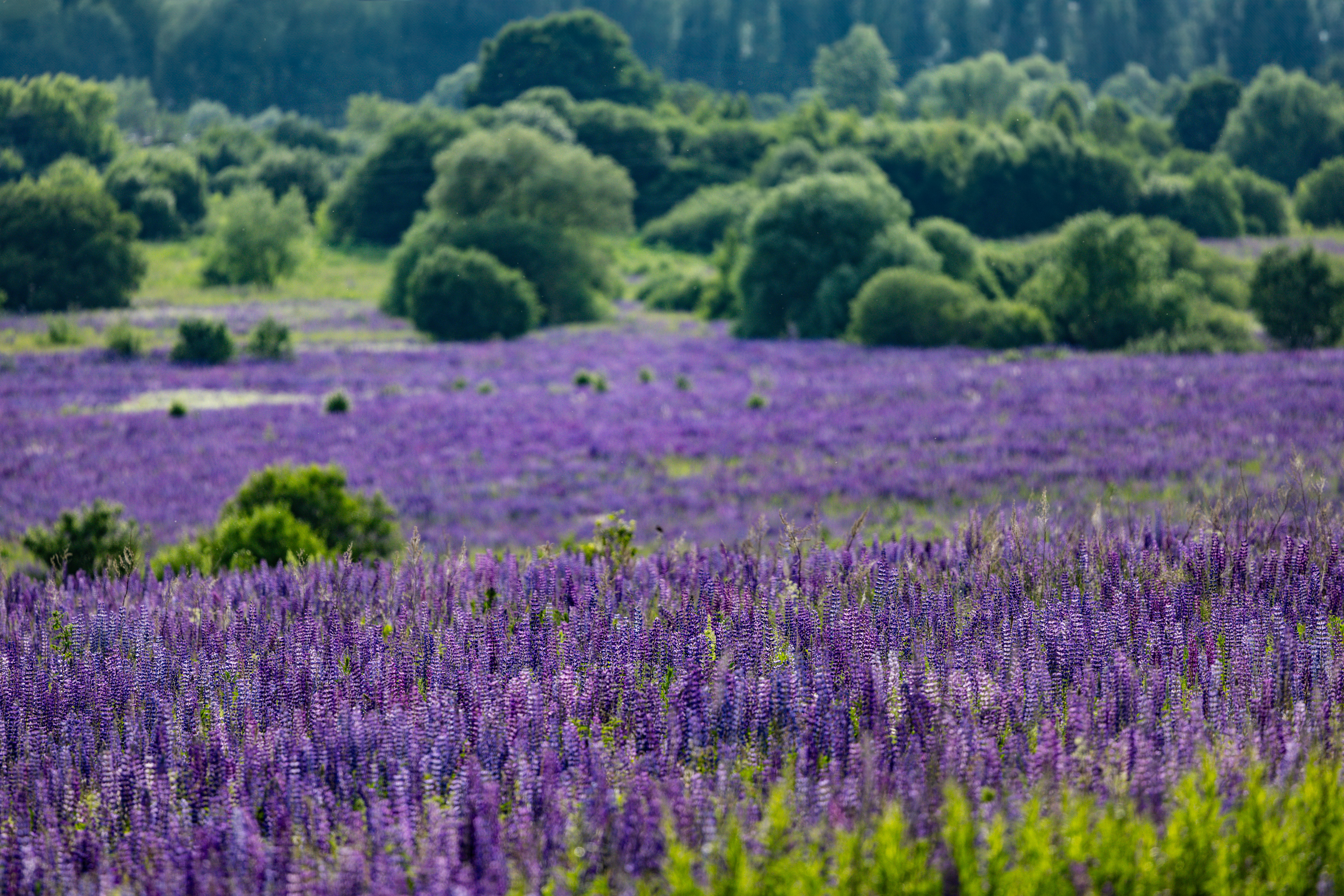 , Александр Шандов