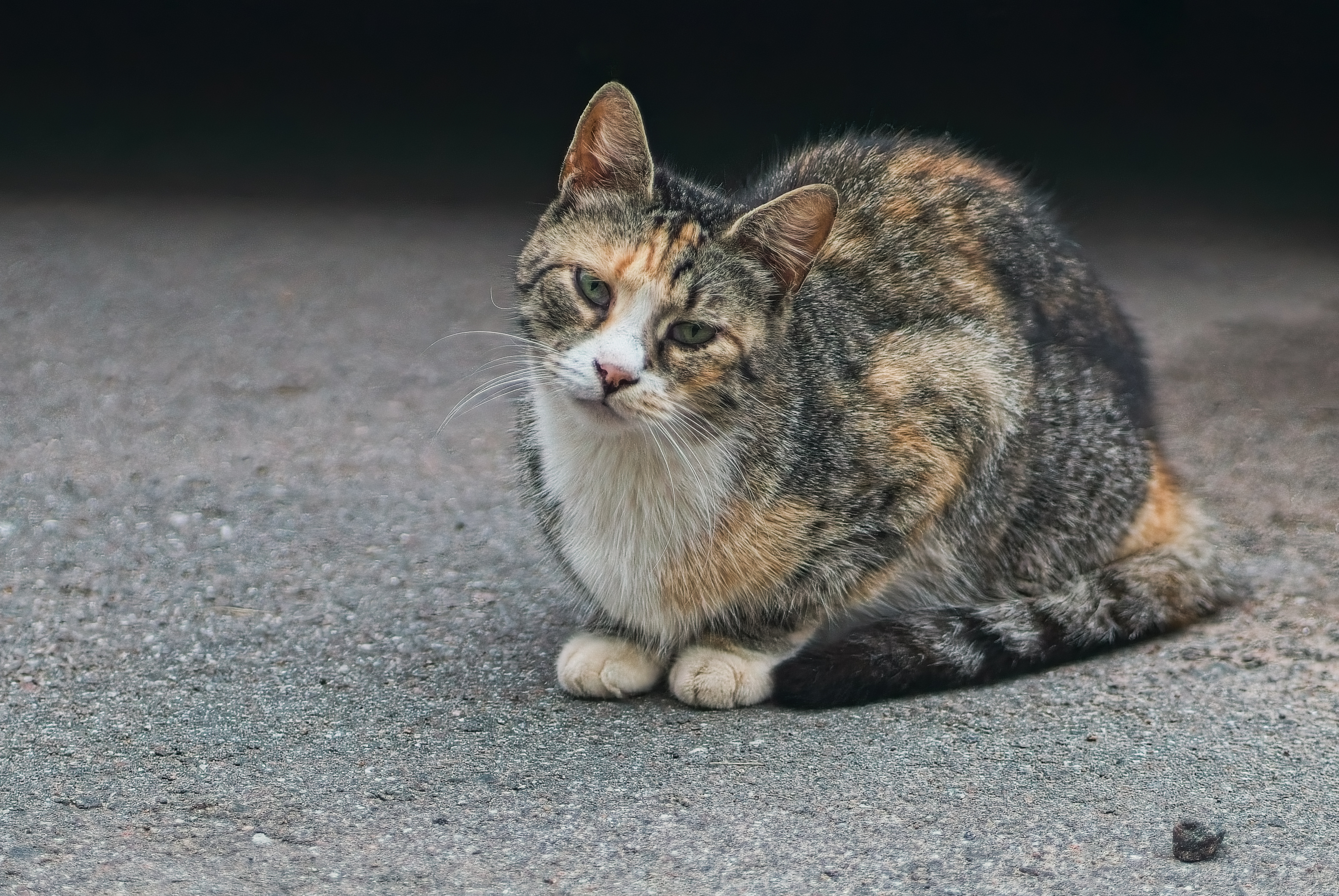 , Орлов Олег