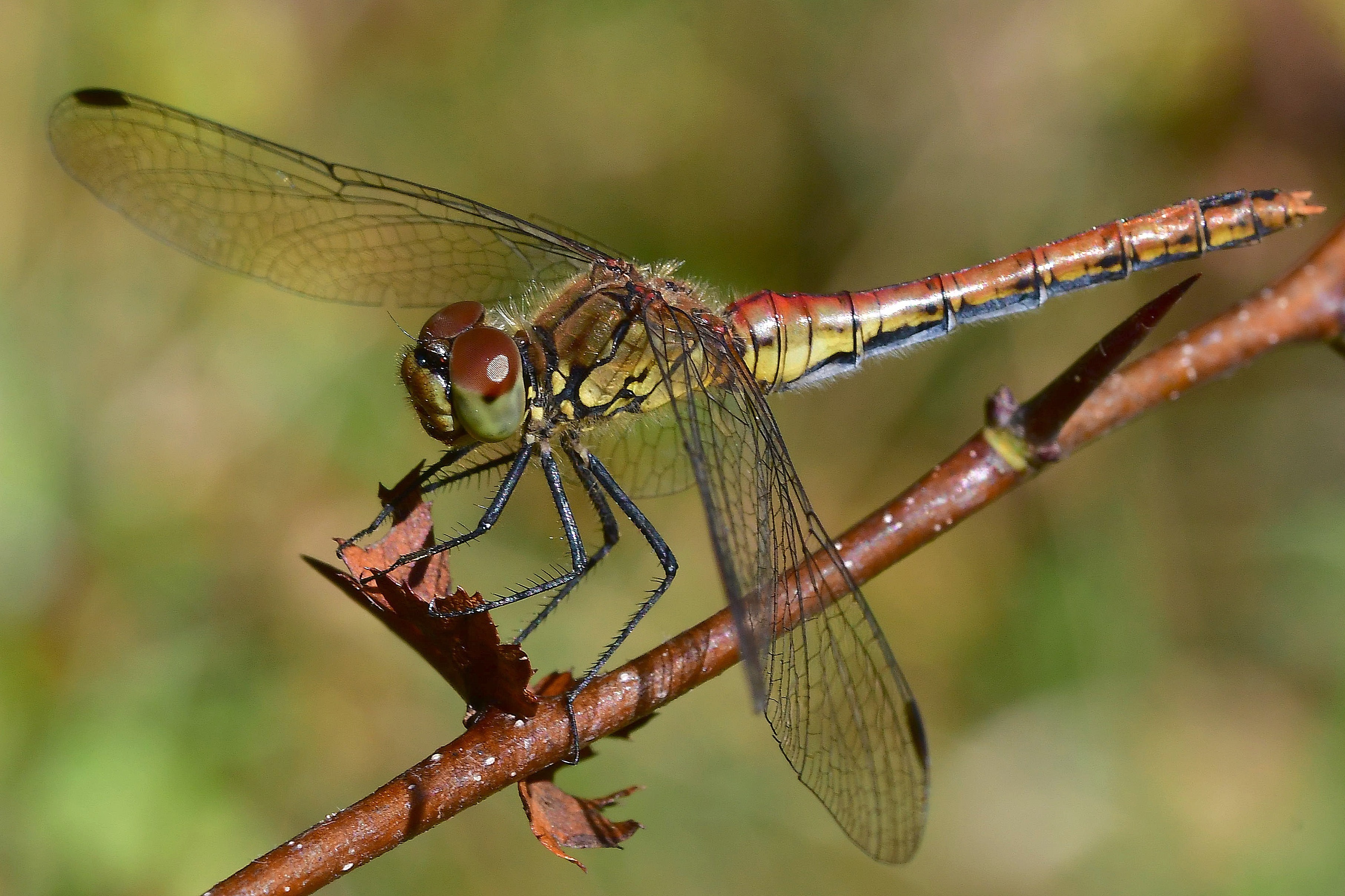, Корнейчук Игорь