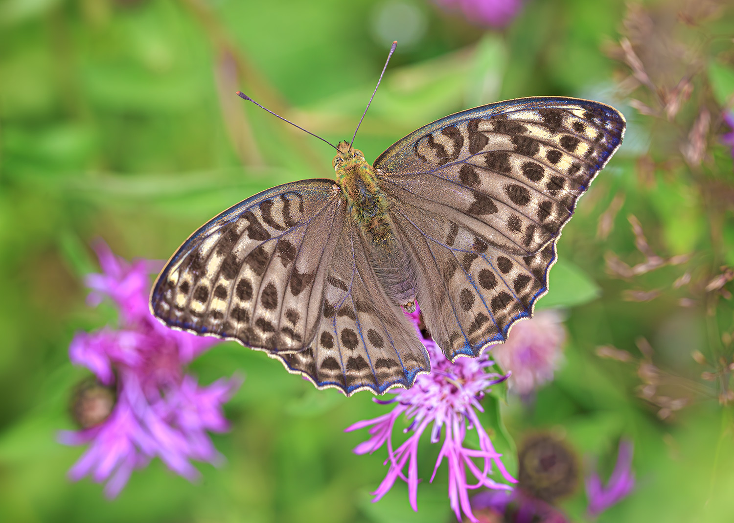 насекомые, бабочка, нимфалида, перламутровка, лесная, лето, июль, Борис Новиков