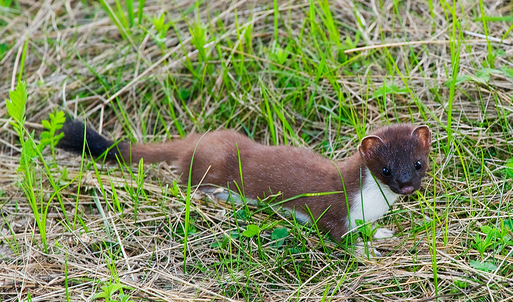 , Андрей Алексеев