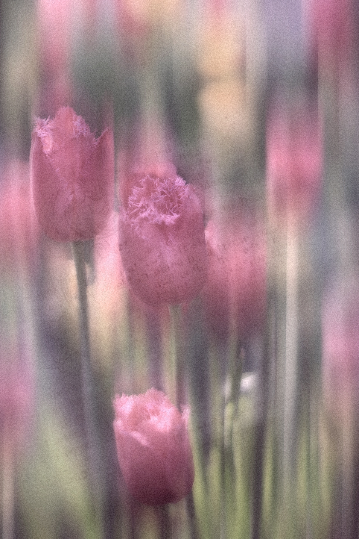 , Лайко Марина