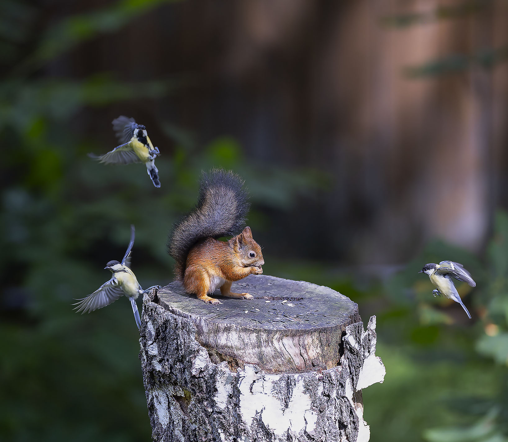 белка,синицы, лес, природа, squirrel,birds, forest, nature, Стукалова Юлия