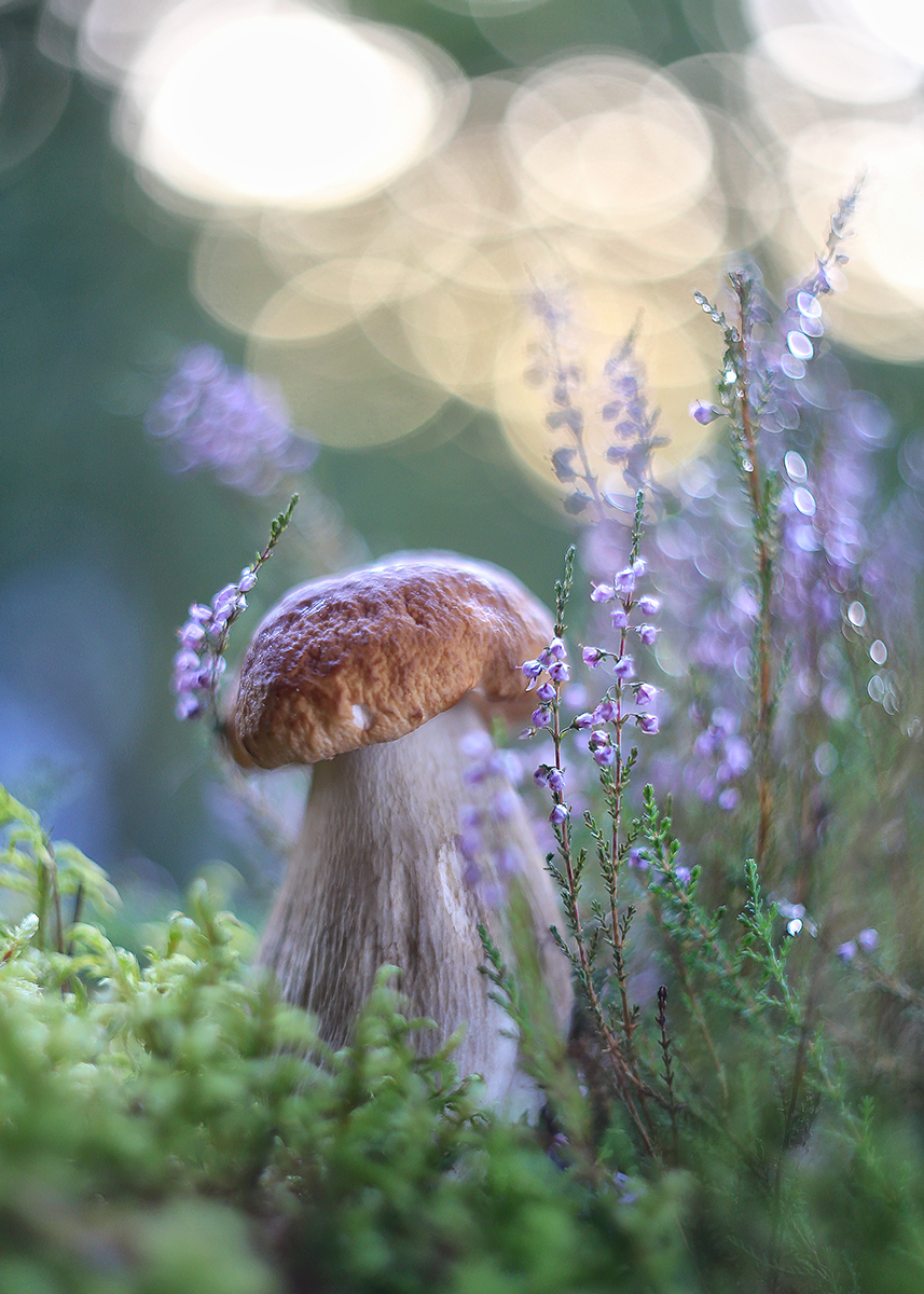 #макромир #верек#белый гриб#природа# #магиясвета #сияние #сказкавдеталях #гелиос 77-m#ирина горюкина беларусь #живаяприрода#, ИРИНА ГОРЮКИНА