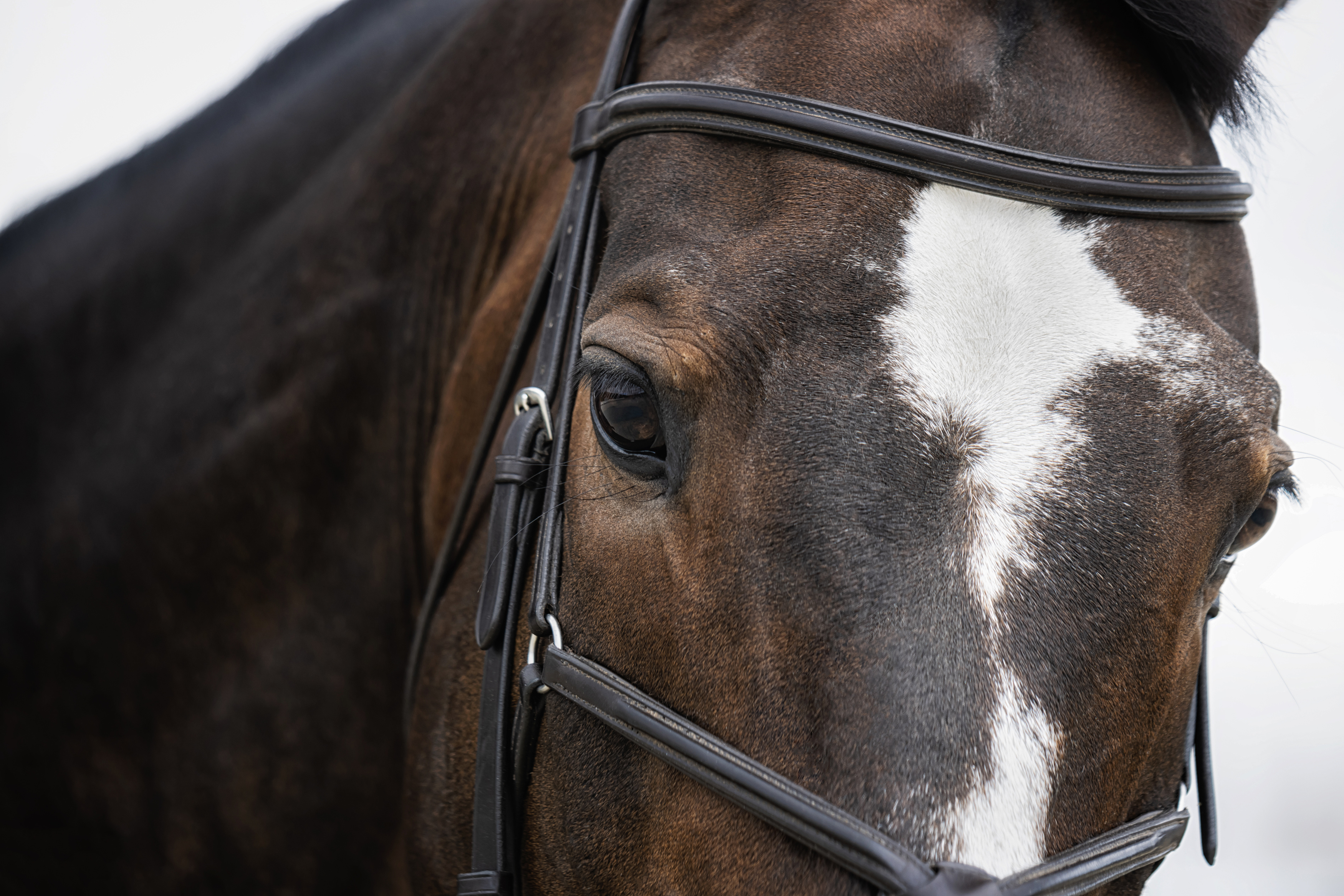 , Глухарёва Ольга